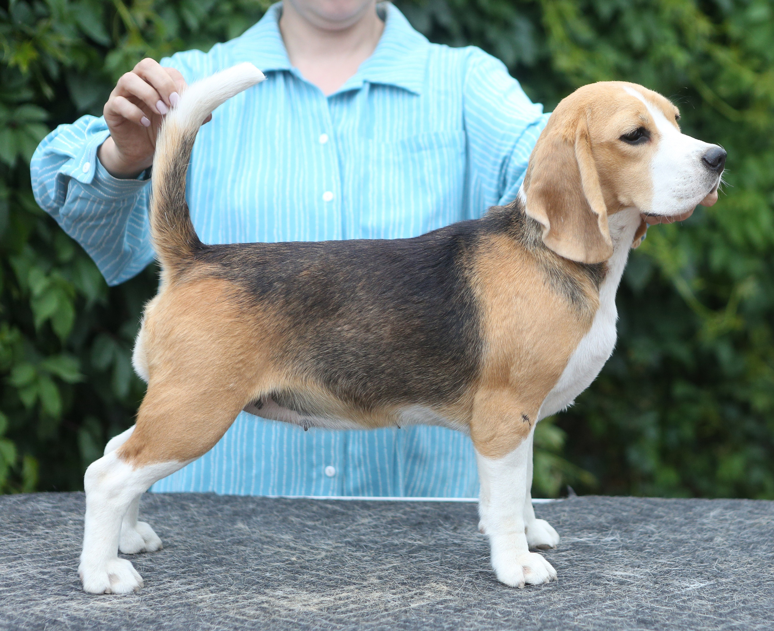 Мирабель. Питомник биглей Selesta’s Dreams