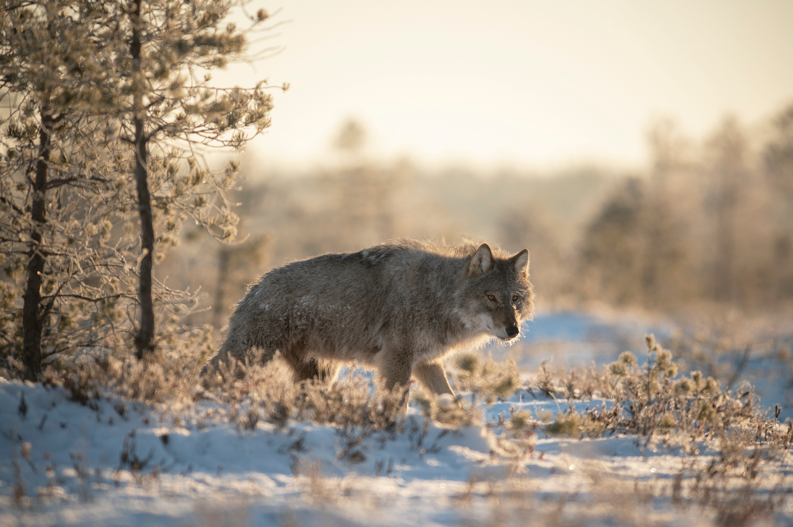 Grey wolf, Andrejs Jesko wildlife photography