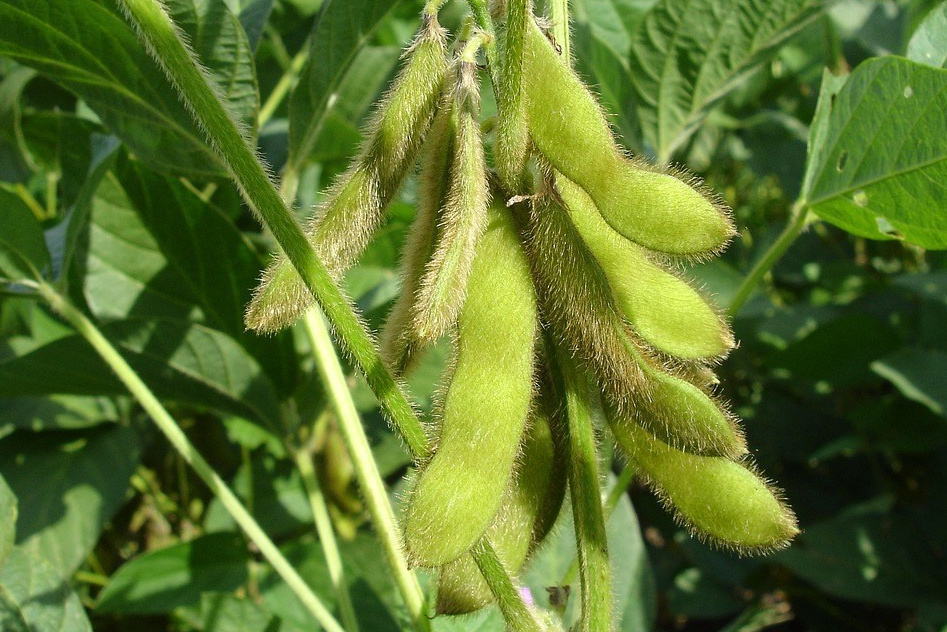 Соя, сільськогосподарськоге насіння