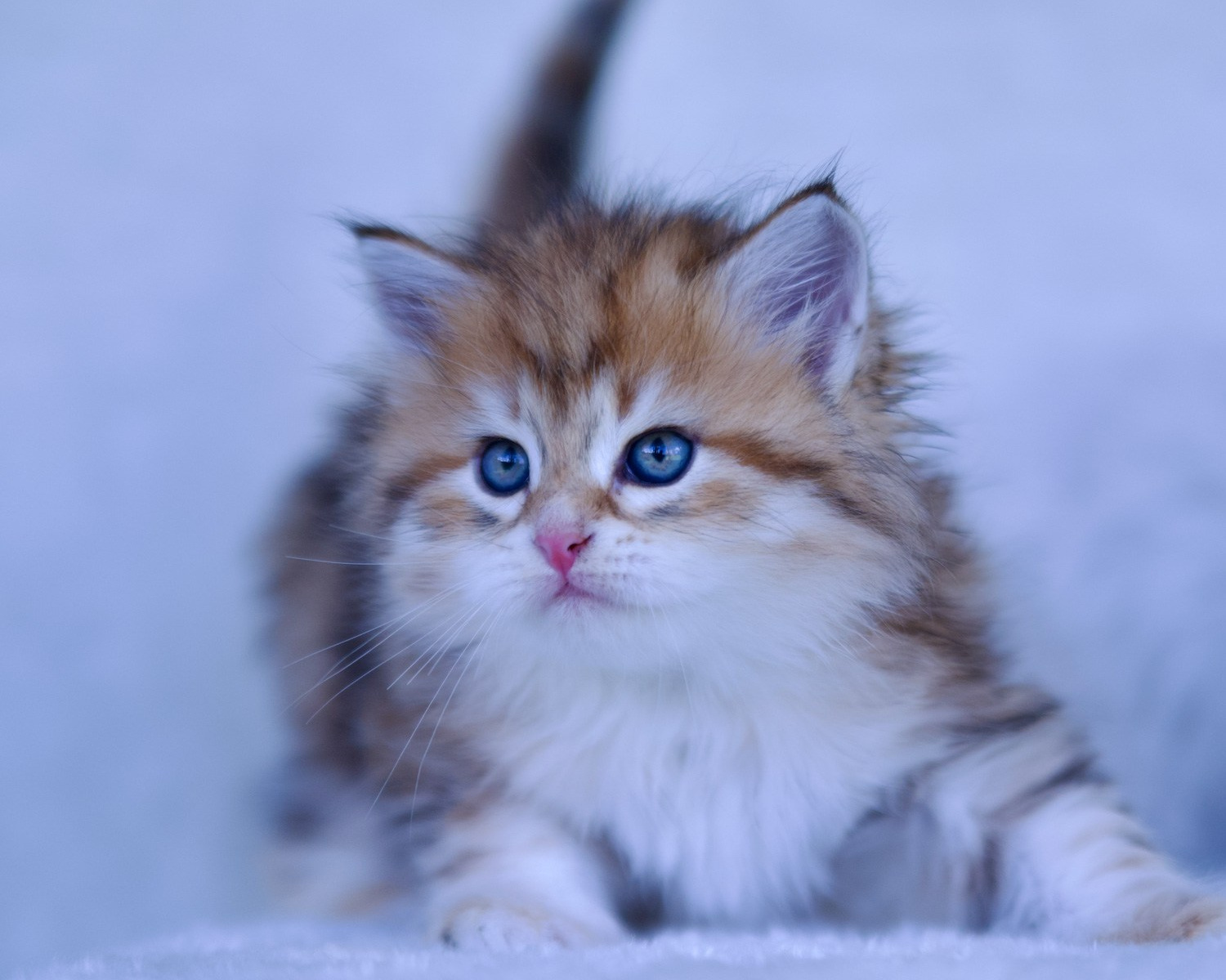 Fedora & Onisim Kittens update. Astera Siberians |Hypoallergenic Kittens