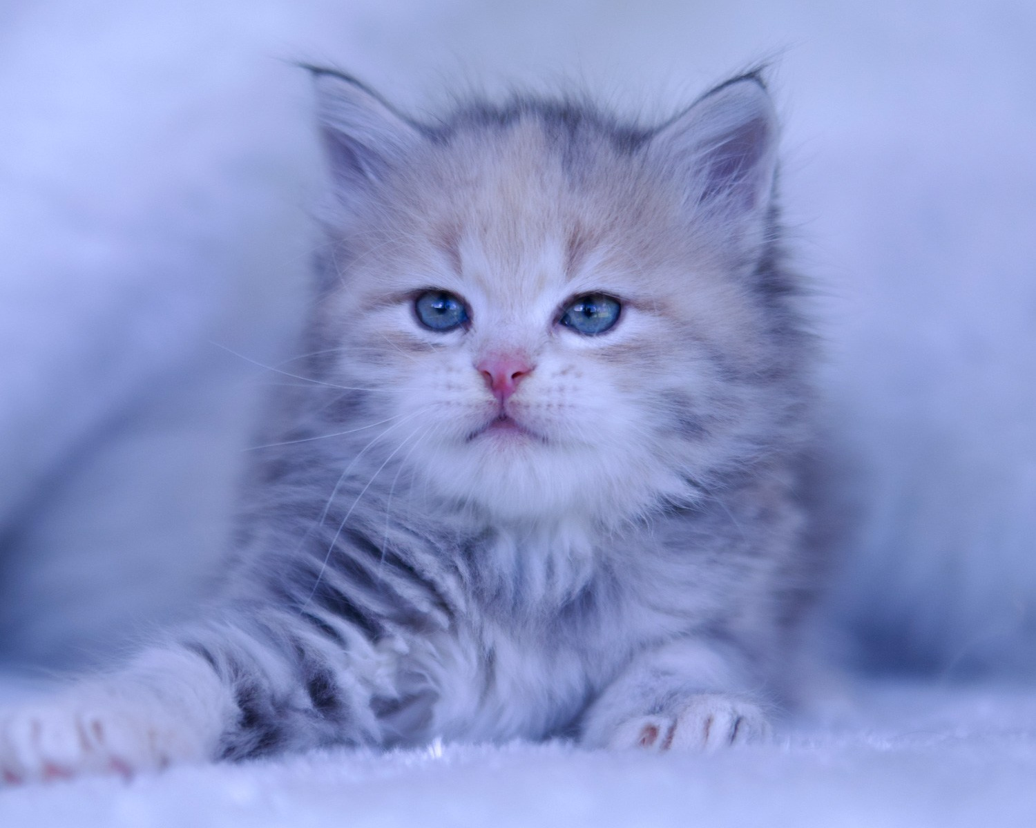 Fedora & Onisim Kittens update. Astera Siberians |Hypoallergenic Kittens