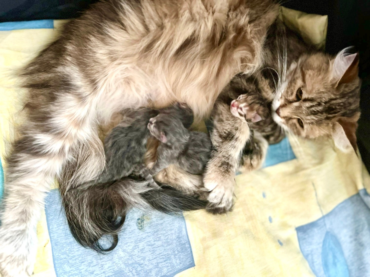 Astera Fedora, hypoallergenic Siberian female cat with her new kittens