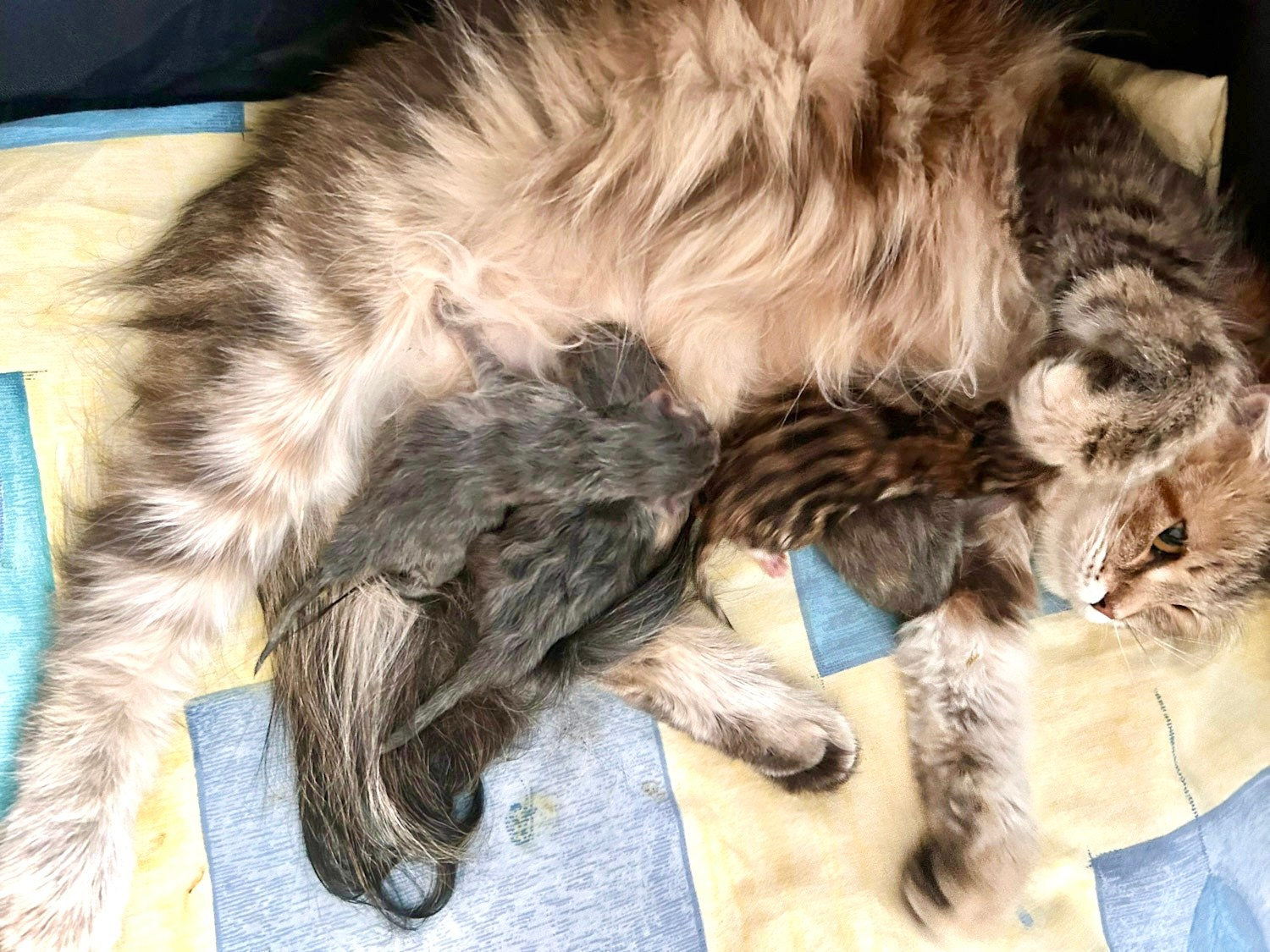 Siberian queen Astera Fedora with her new babies