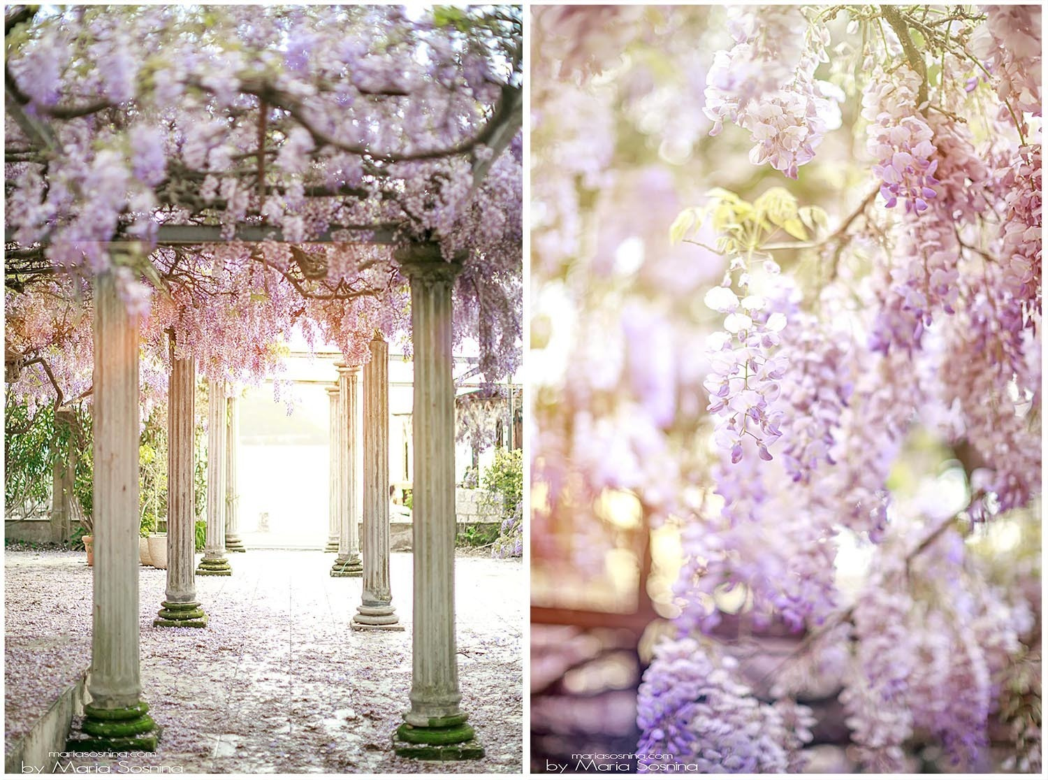 Wisteria in Perast Montenegro