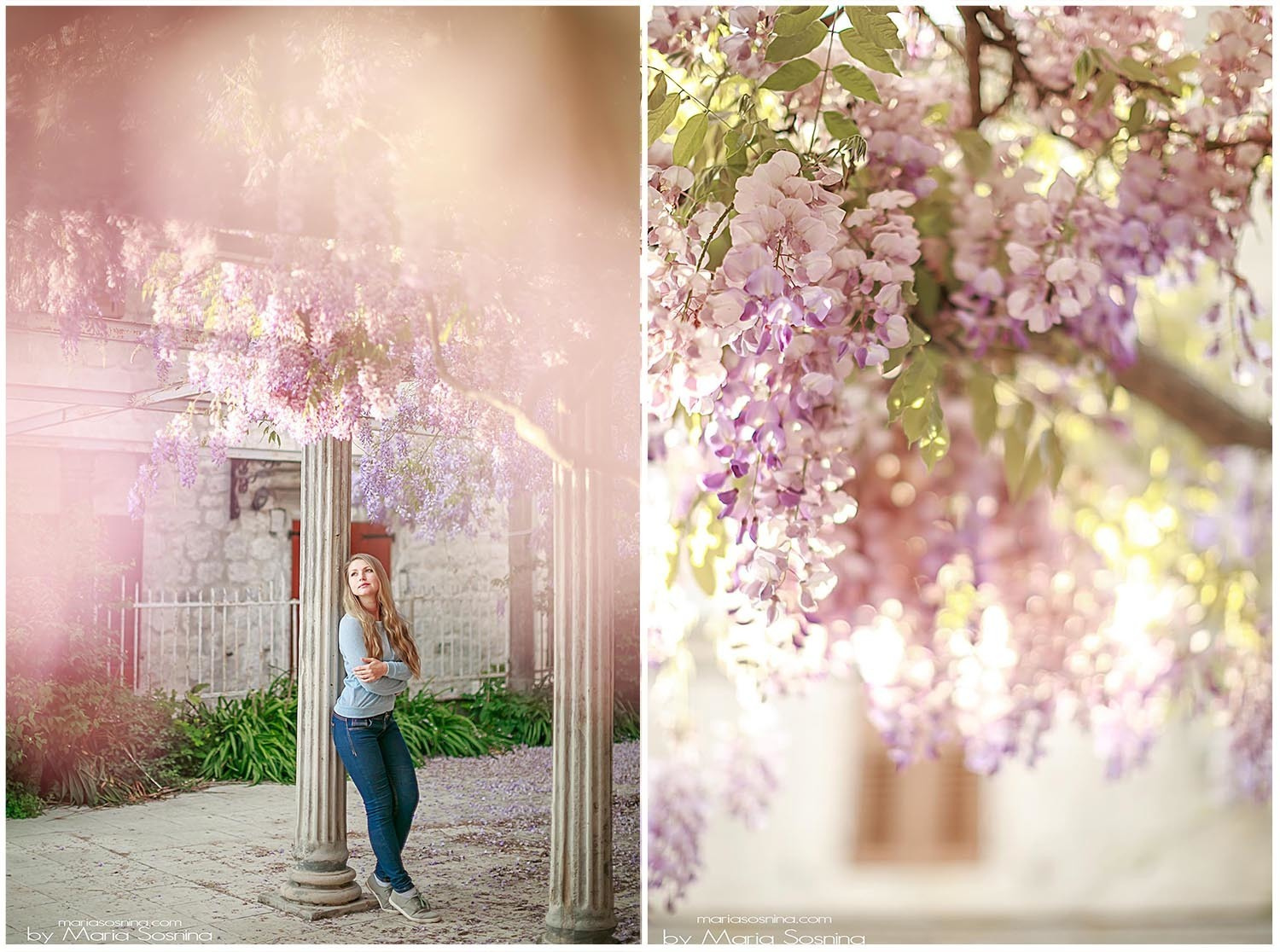 Wisteria in Perast Montenegro