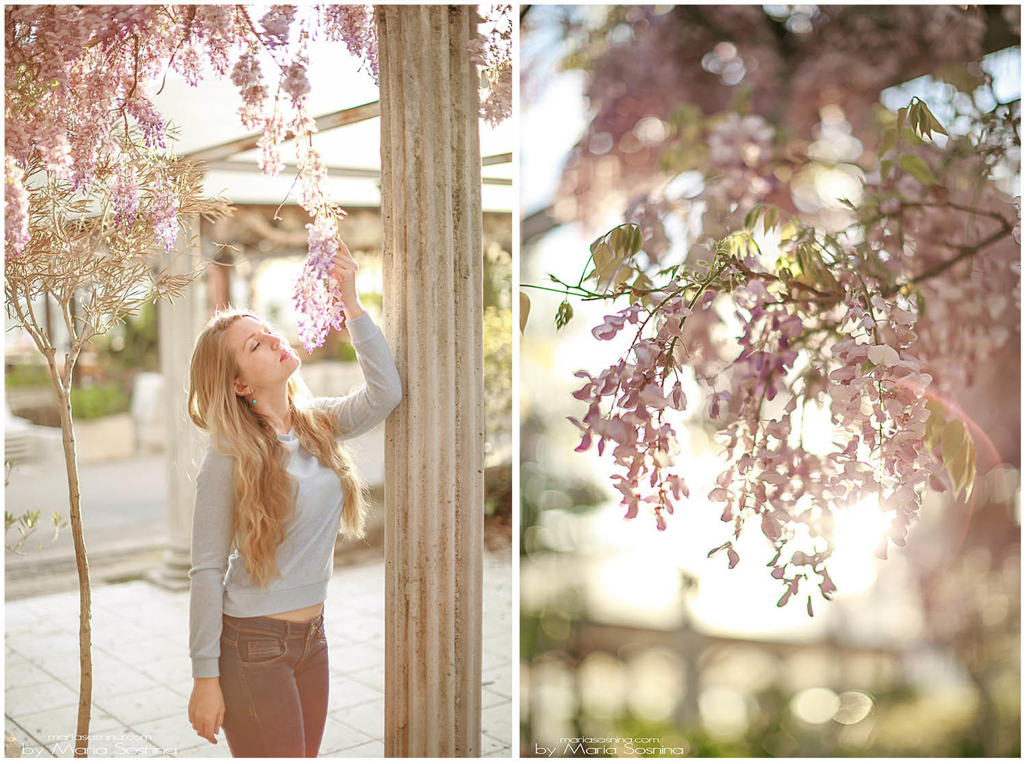 Wisteria in Perast Montenegro