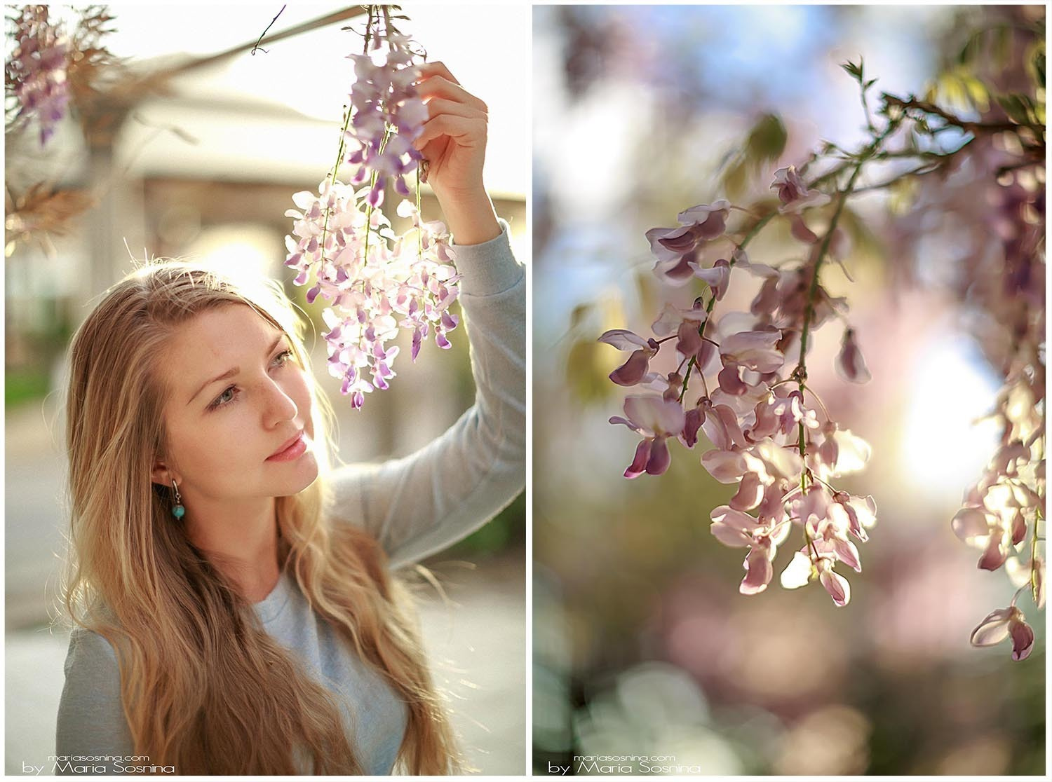 Wisteria in Perast Montenegro