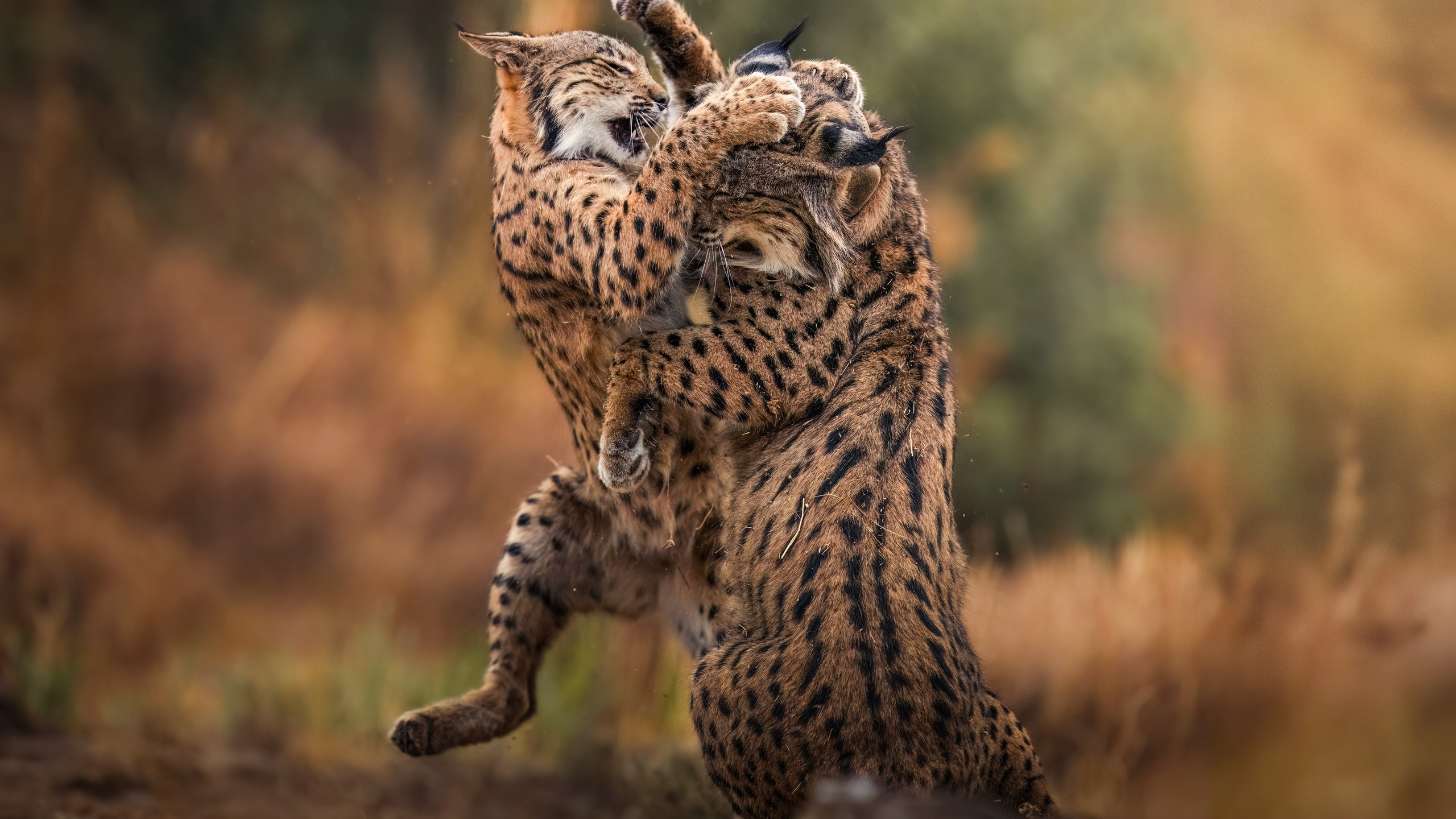 WILD VOICES. Fine art wildlife photographer Alexandra Surkova