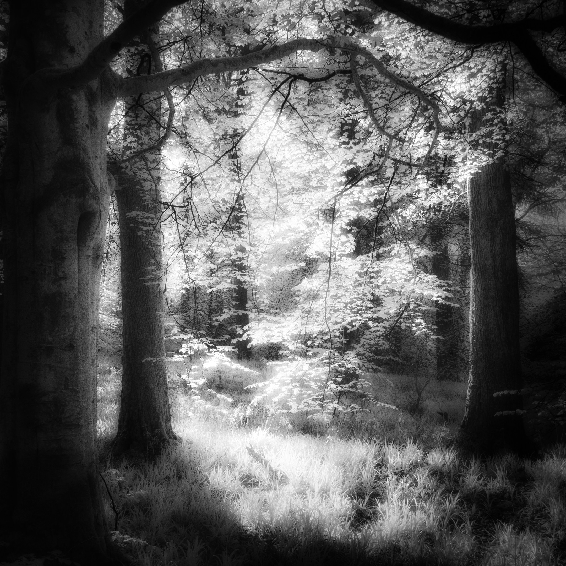 Cawdor Woods in infrared black and white