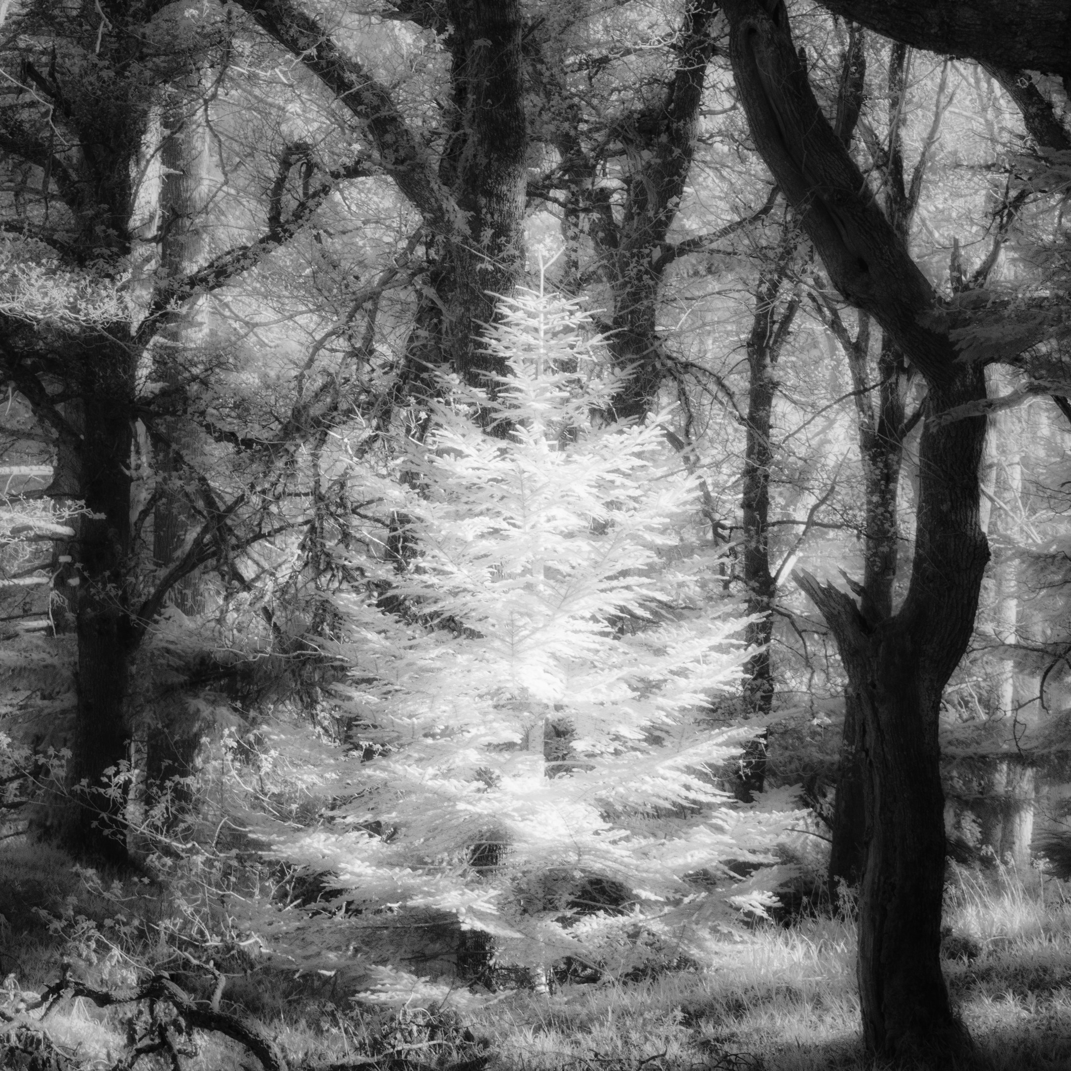 Cawdor Woods in infrared black and white