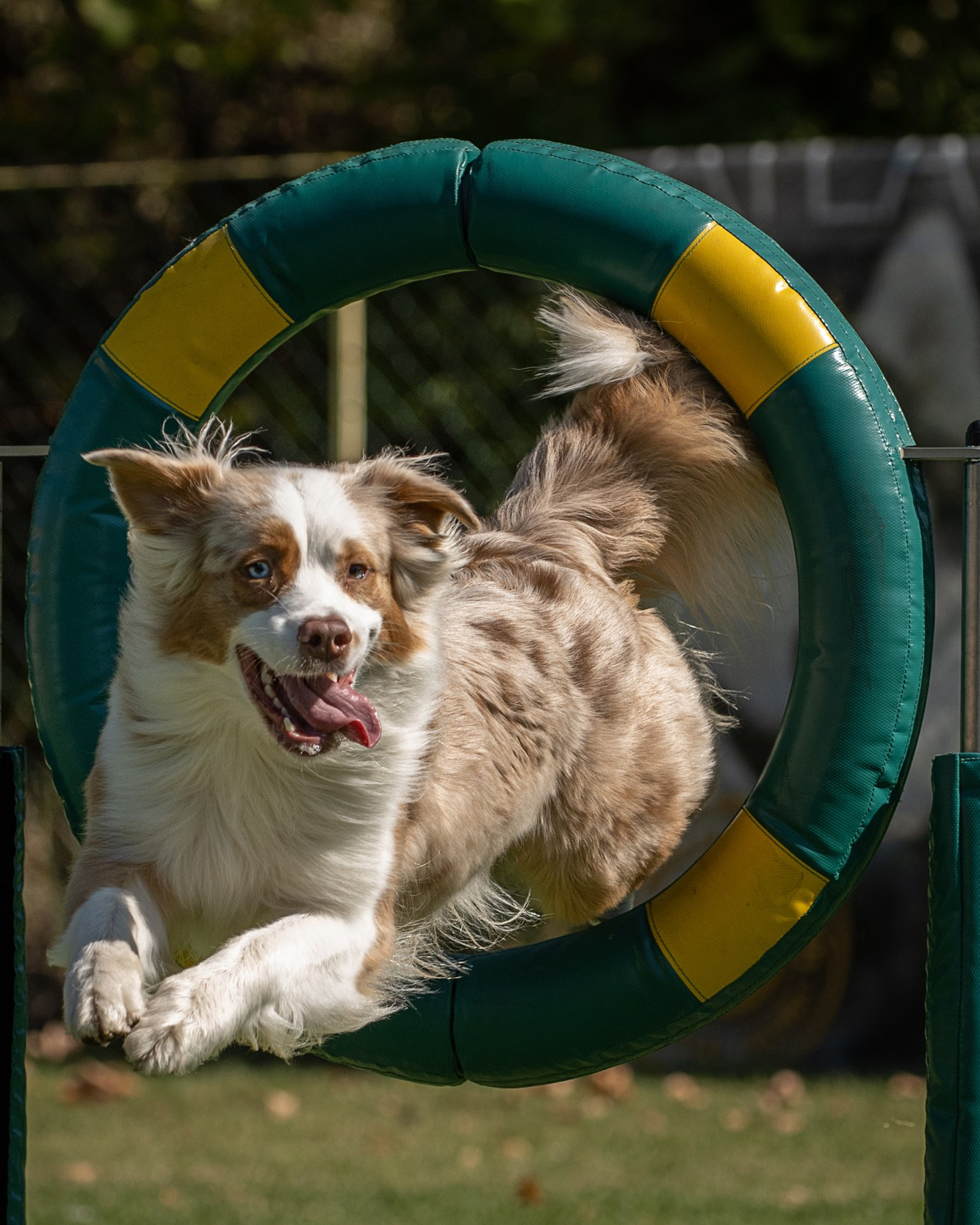 Pricing & Booking | Pet Photography by Tanya Asfir, Belgrade. Tanya Asfir — Pet & Animal Photographer | Belgrade, Serbia