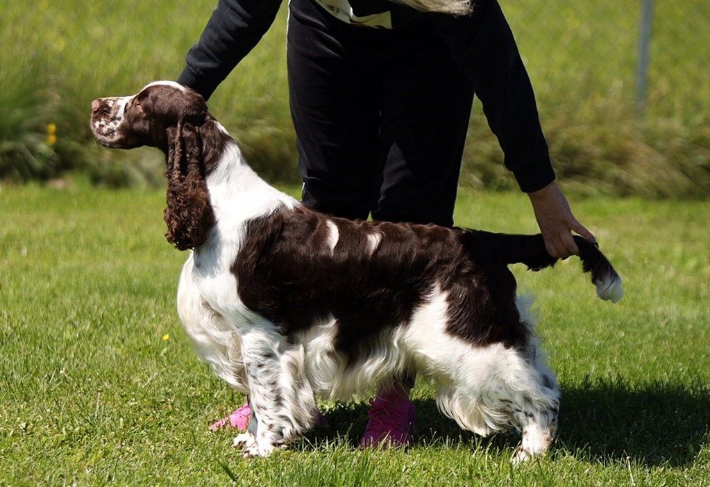 Girls. Website of the titled stud dog of the Springer Spaniel breed