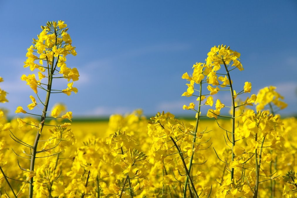 Boost Your Canola Yield with Grow Peat. Boost Plant Growth with Organic Fertilizers: Our Effective Solution