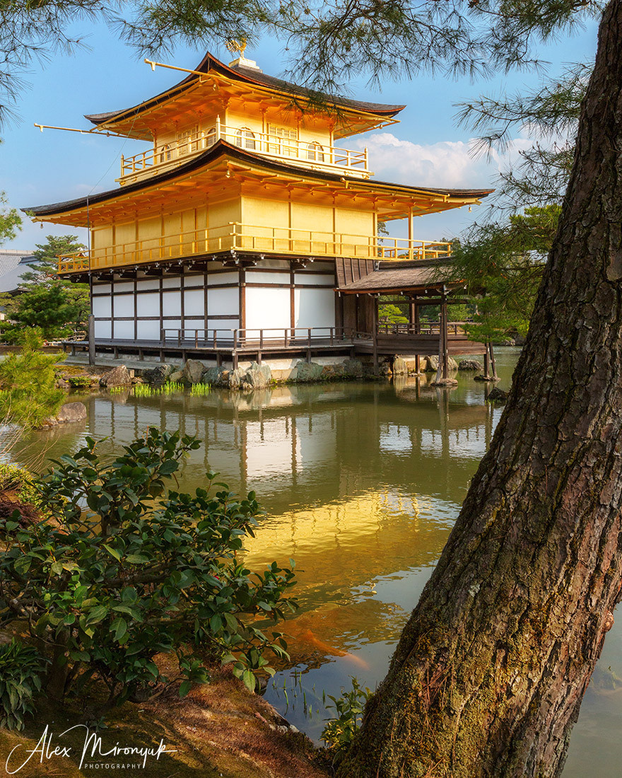 Momiji-gari Season In Japan. Pet, Senior, Landscape, portrait studio, photographer in Miami and Sou