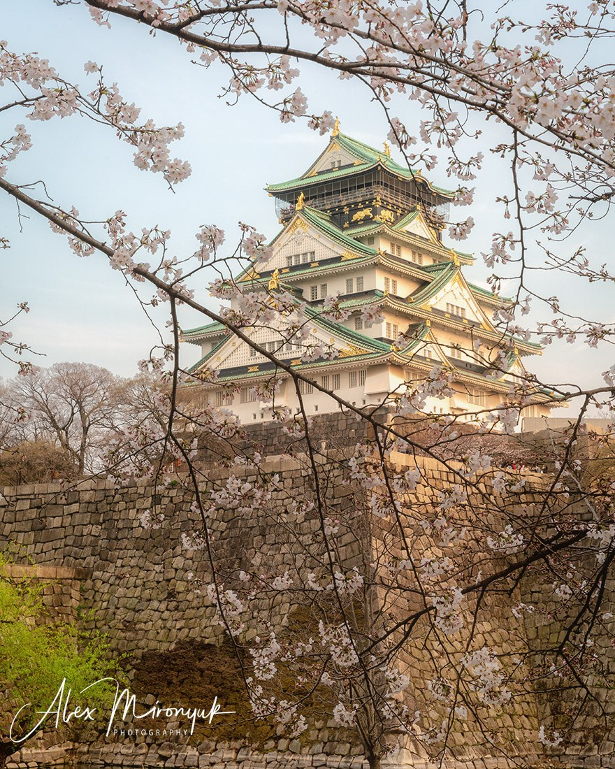 Hanami Season in Japan. Pet, Senior, Landscape, portrait studio, photographer in Miami and Sou