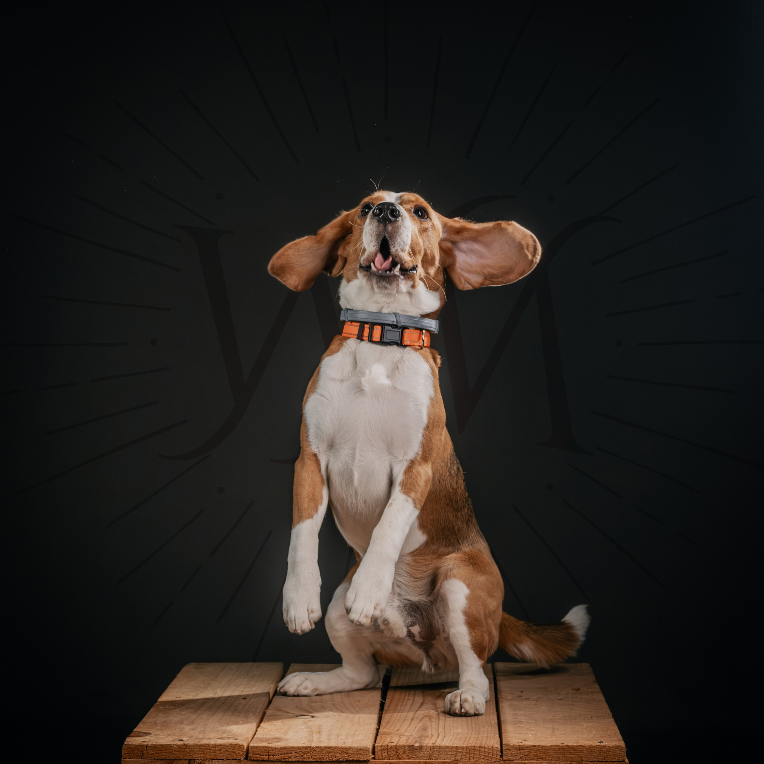 Fotografía animal. Inicio