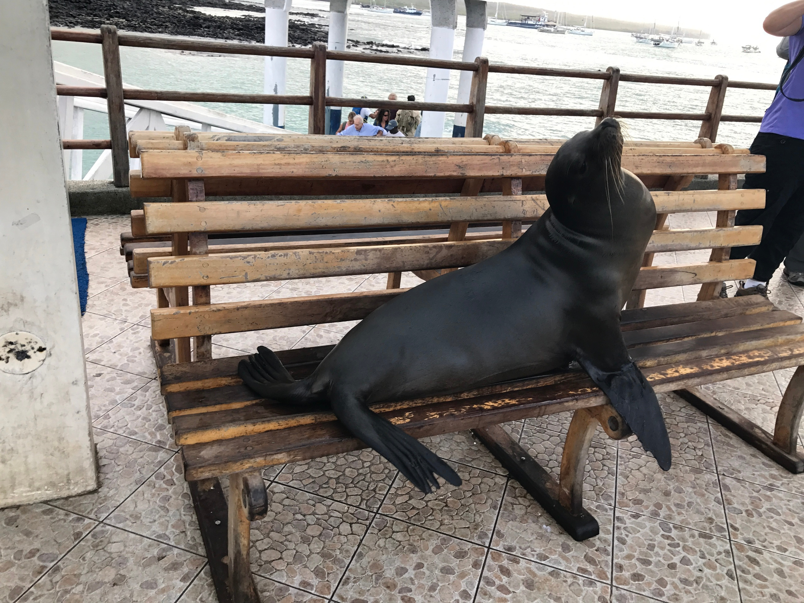 Galapagos. Milok et Kirok sont des gens positifs et réels. Nous serons ravis de v