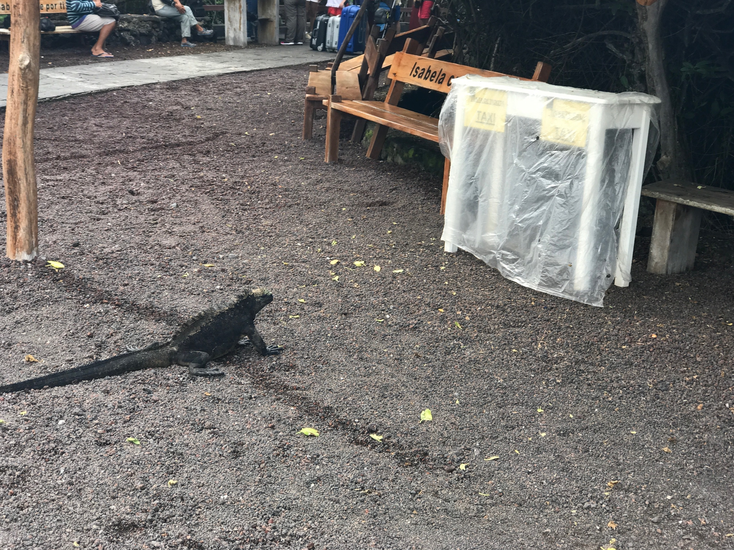 Galapagos. Milok et Kirok sont des gens positifs et réels. Nous serons ravis de v