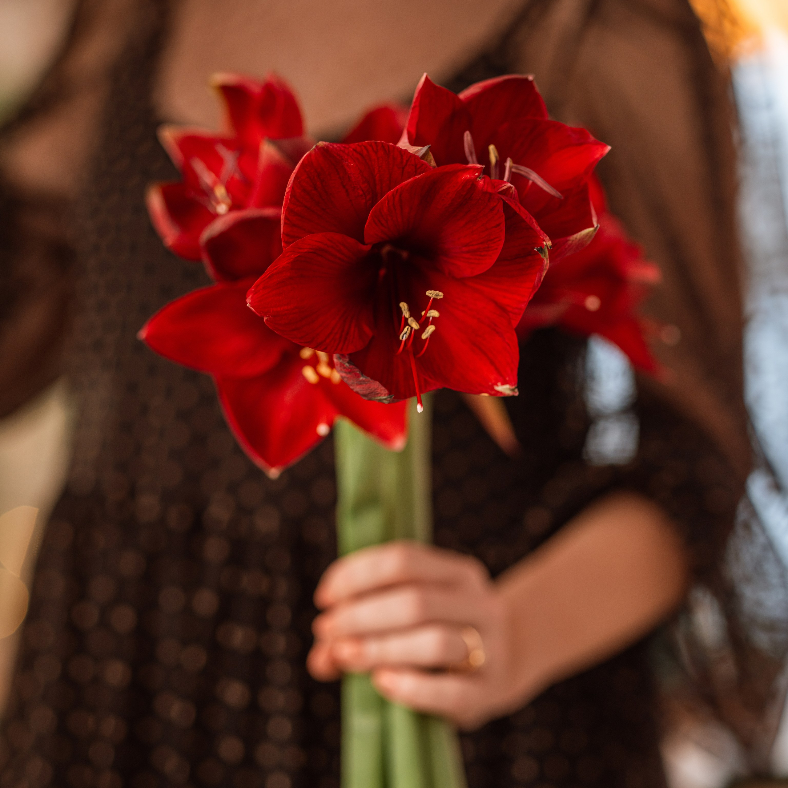 Tips til pleje af amarylliser – Akropolis BlomsterAmarylliser er smukke, men kræver lidt ekstra opmærksomhed for at trives. Hos Akropolis Blomster anbefaler vi, at du opbevarer dem et køligt sted, vander dem regelmæssigt og giver dem tilstrækkelig sollys. Sørg for, at jorden ikke er for våd for at undgå rodskader.