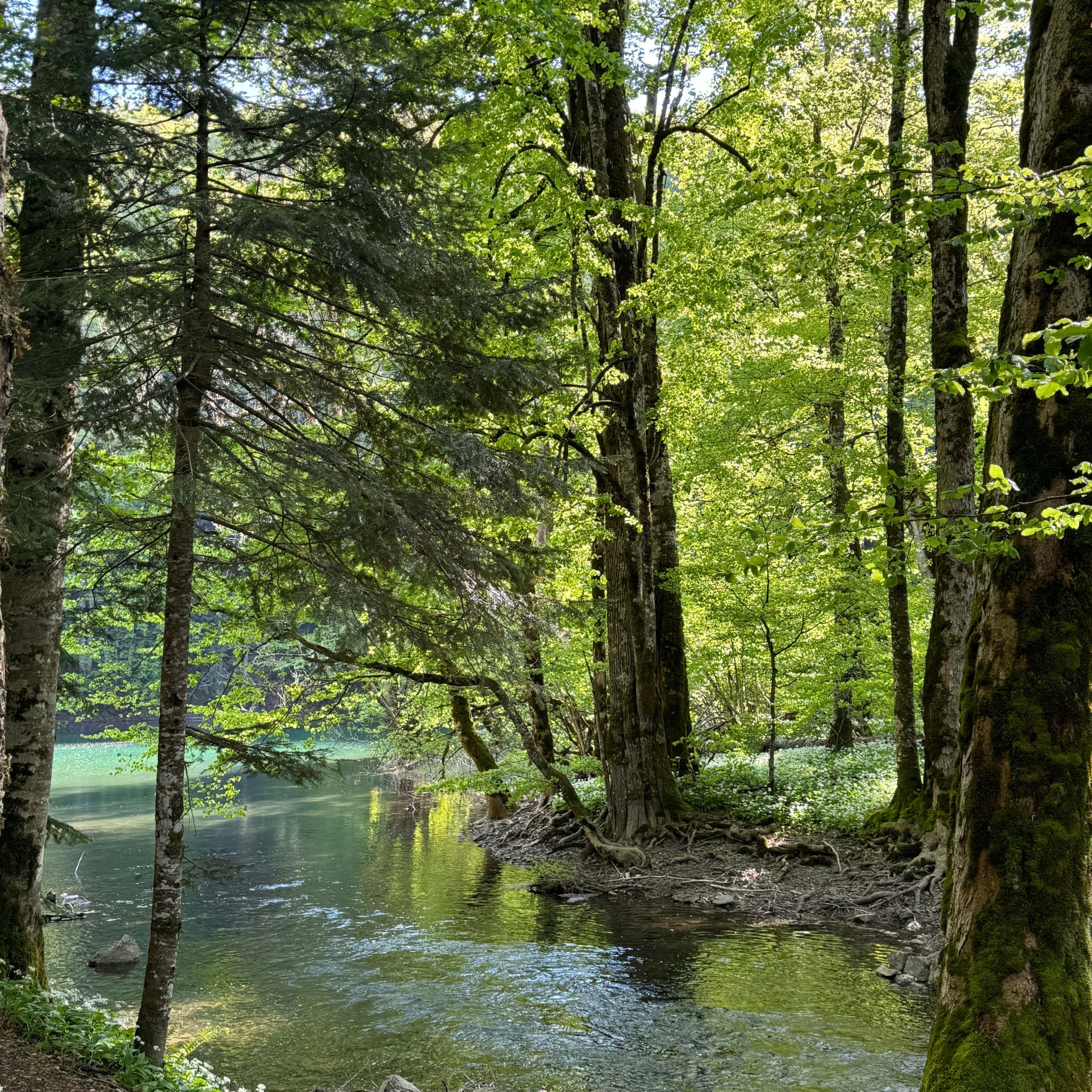 Nationale Parken van Montenegro: Verken Natuurlijke Schoonheid