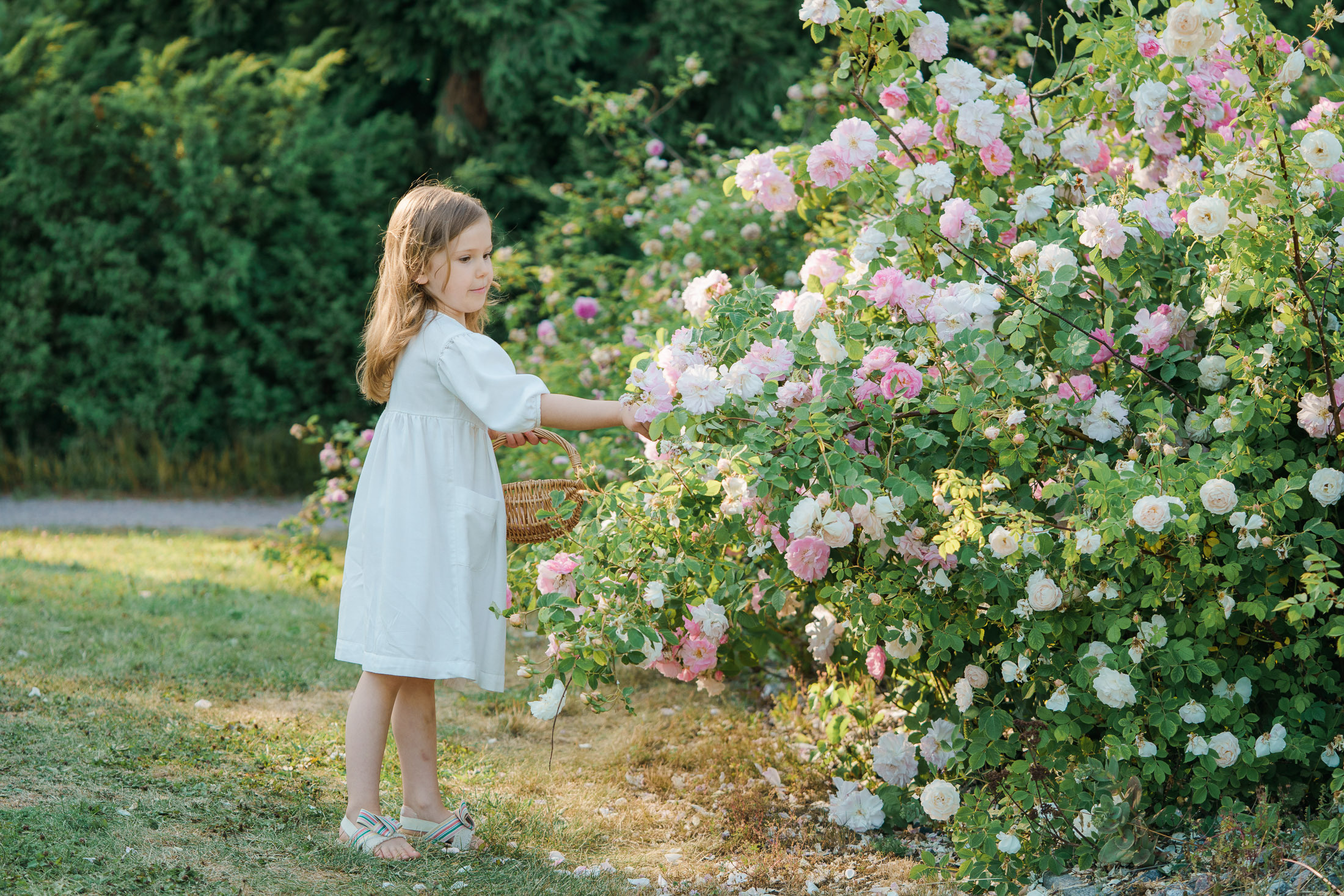 Lapsikuvaus Helsingissä, ruusutarhassa