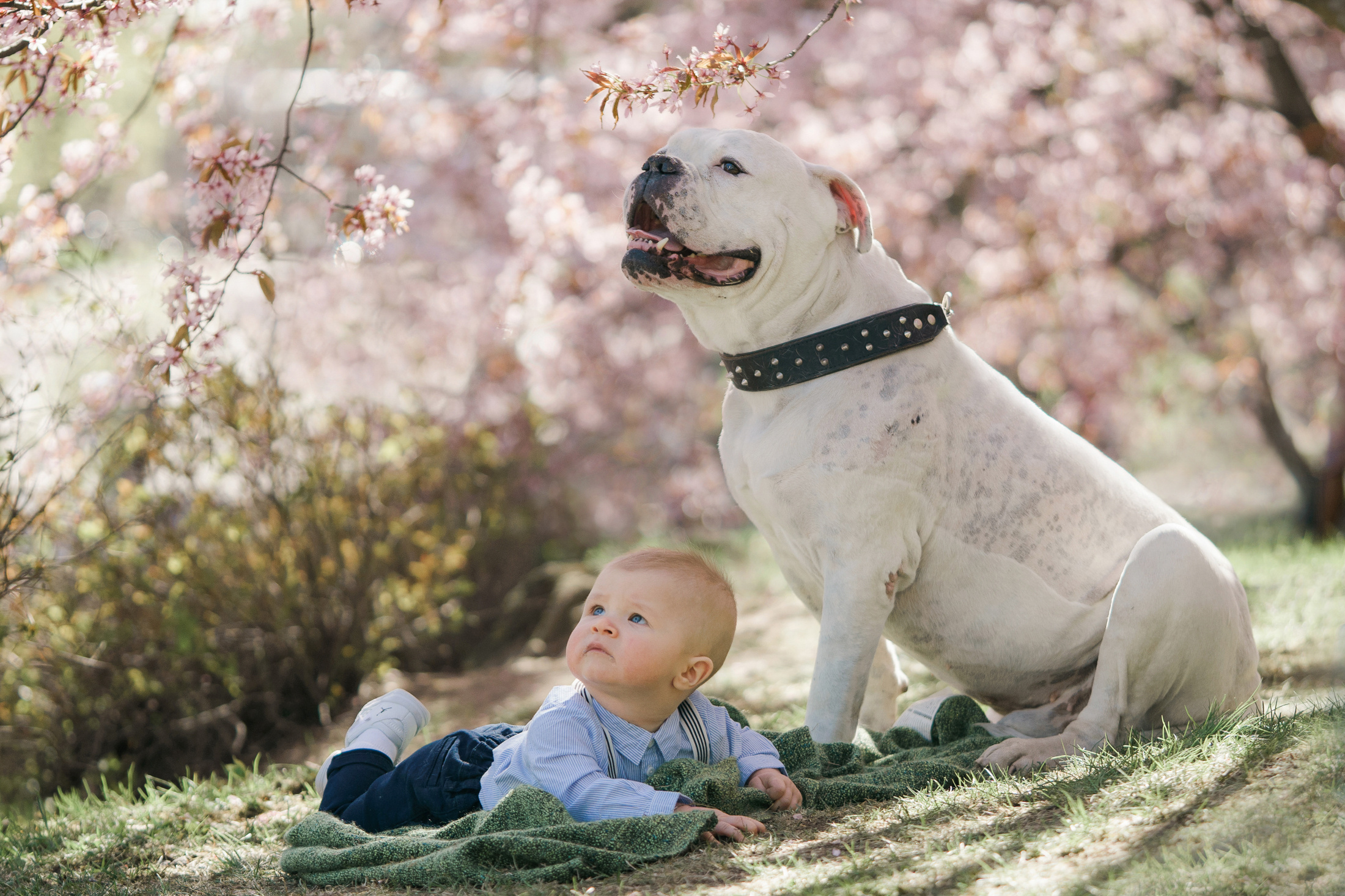 Perhekuvaus, kirsikkapuisto, Helsinki