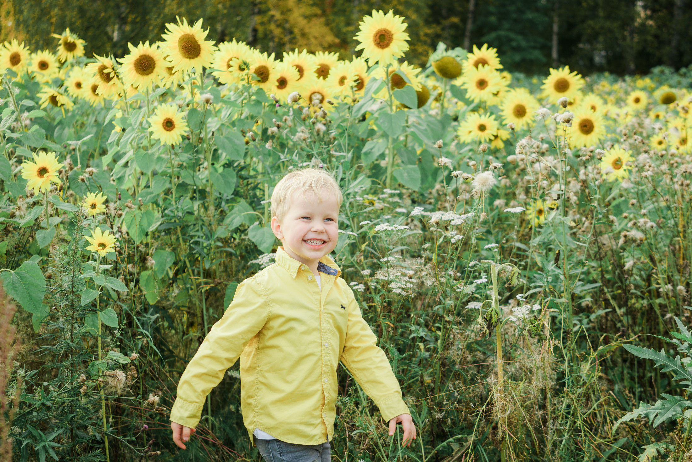 Lapsi- ja perhekuvaus auringonkukkapellolla
