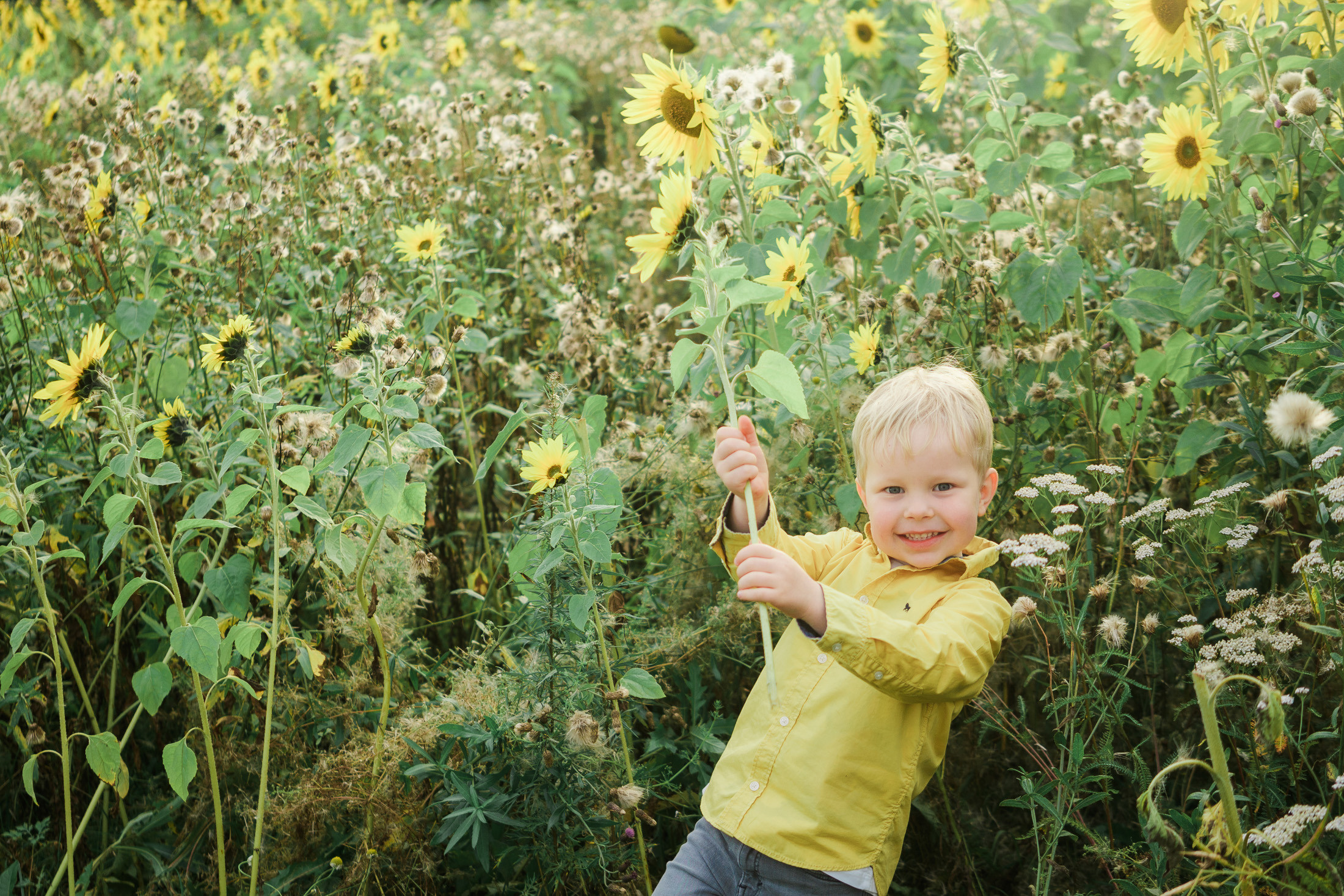 Lapsi- ja perhekuvaus auringonkukkapellolla