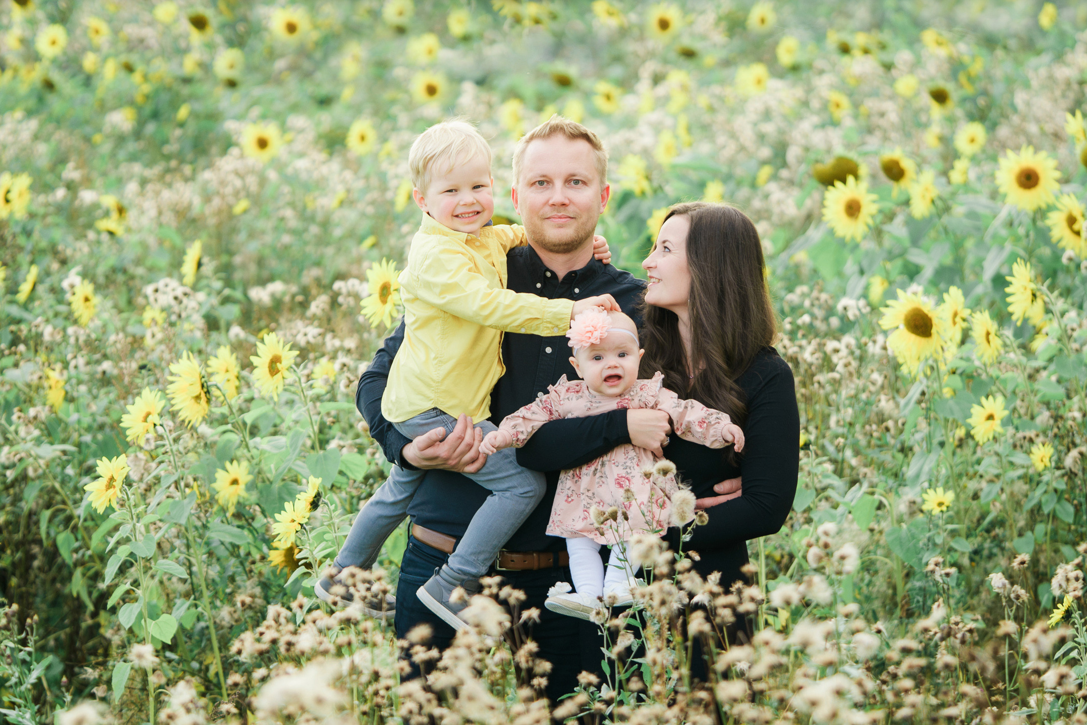 Lapsi- ja perhekuvaus auringonkukkapellolla