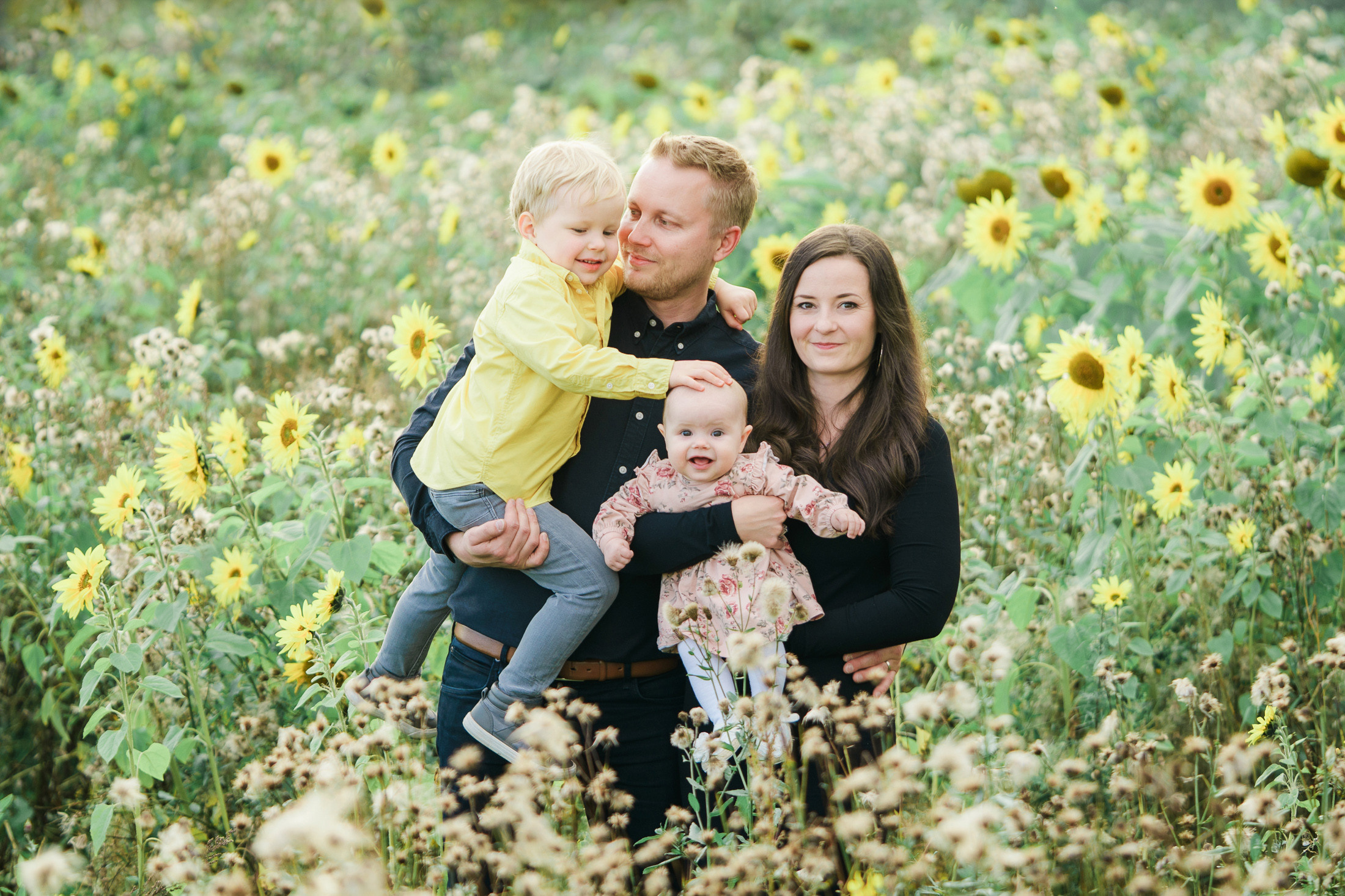 Lapsi- ja perhekuvaus auringonkukkapellolla