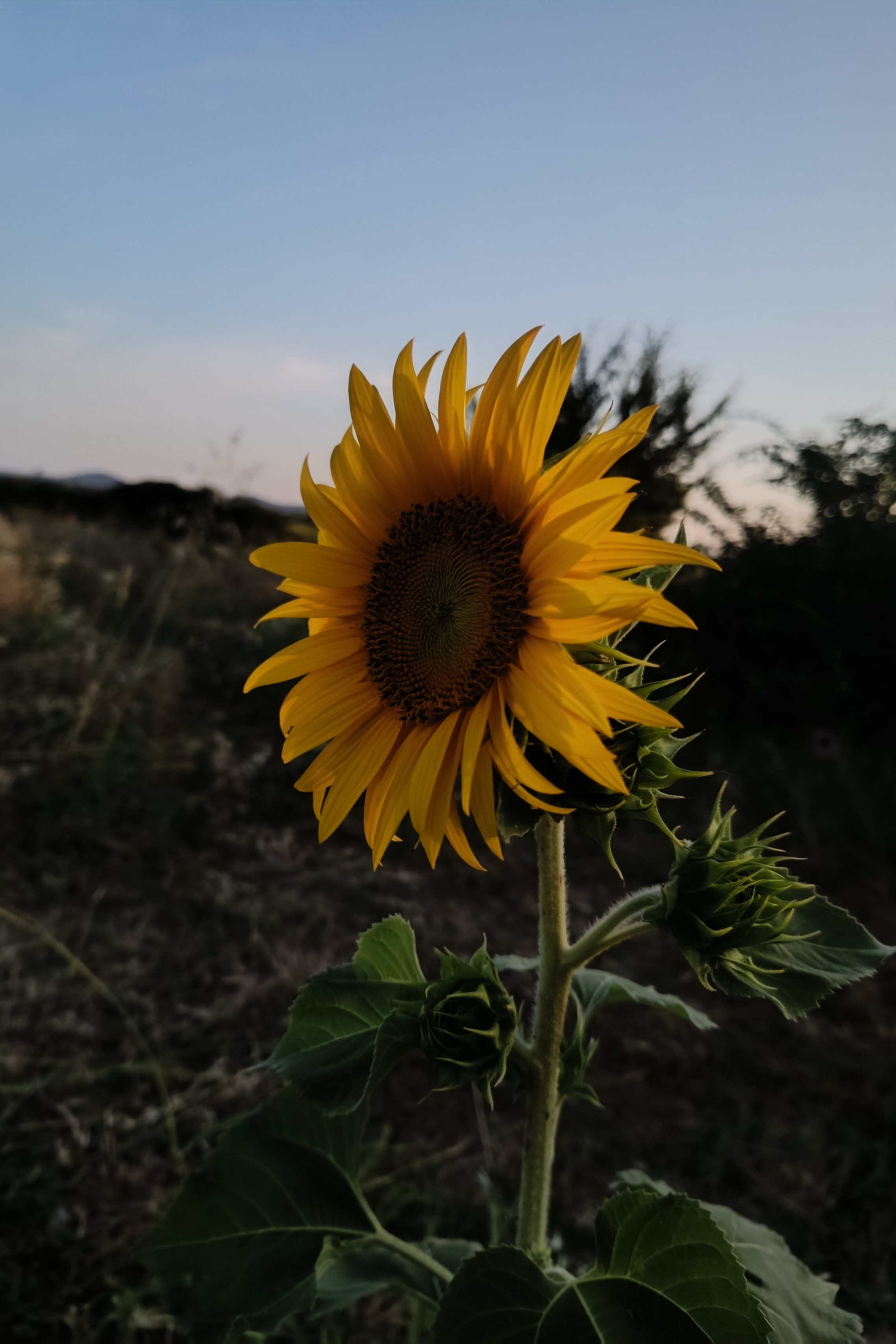 O nama. Herbarij studio