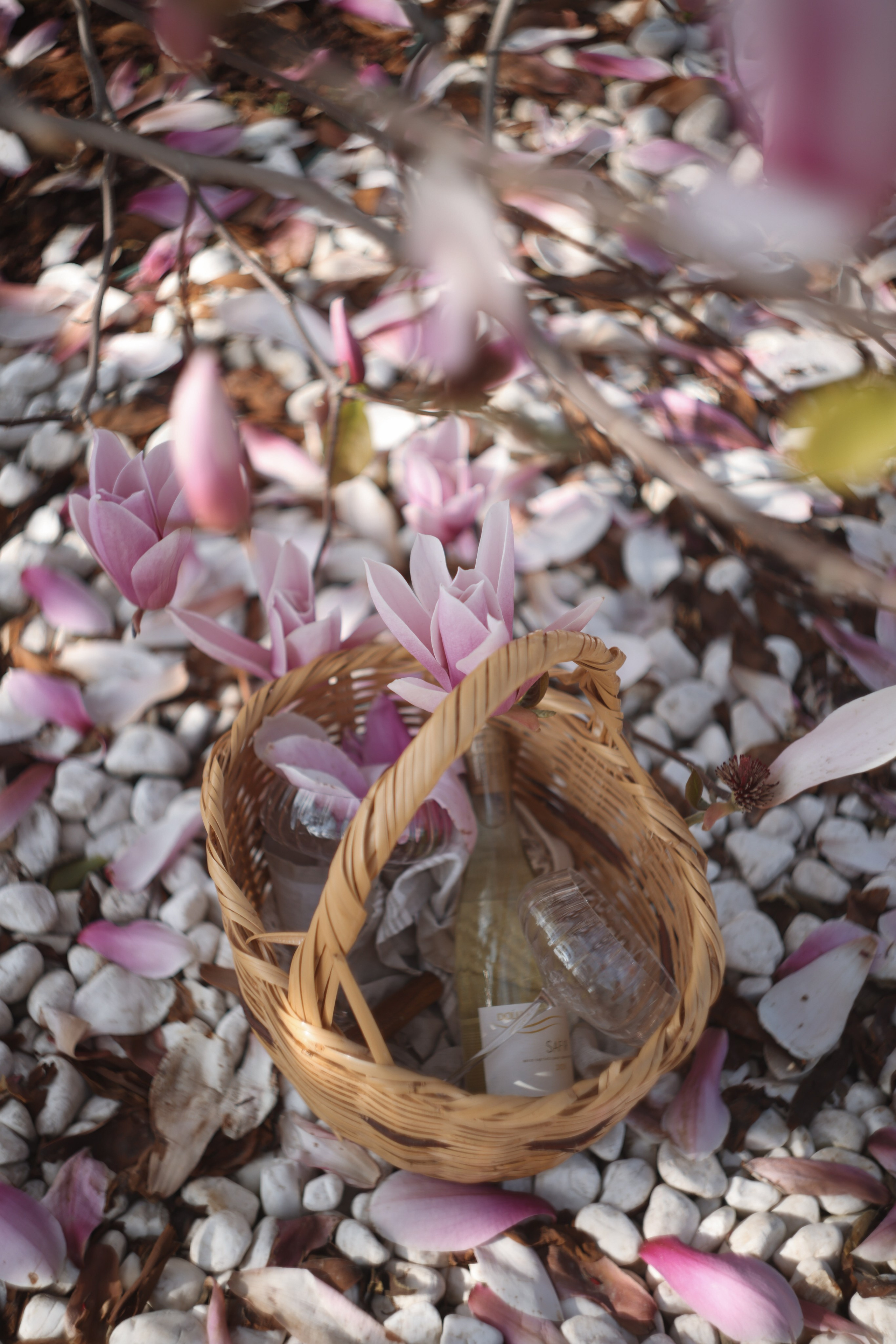 Магнолия. Türkiye için fotoğrafçı