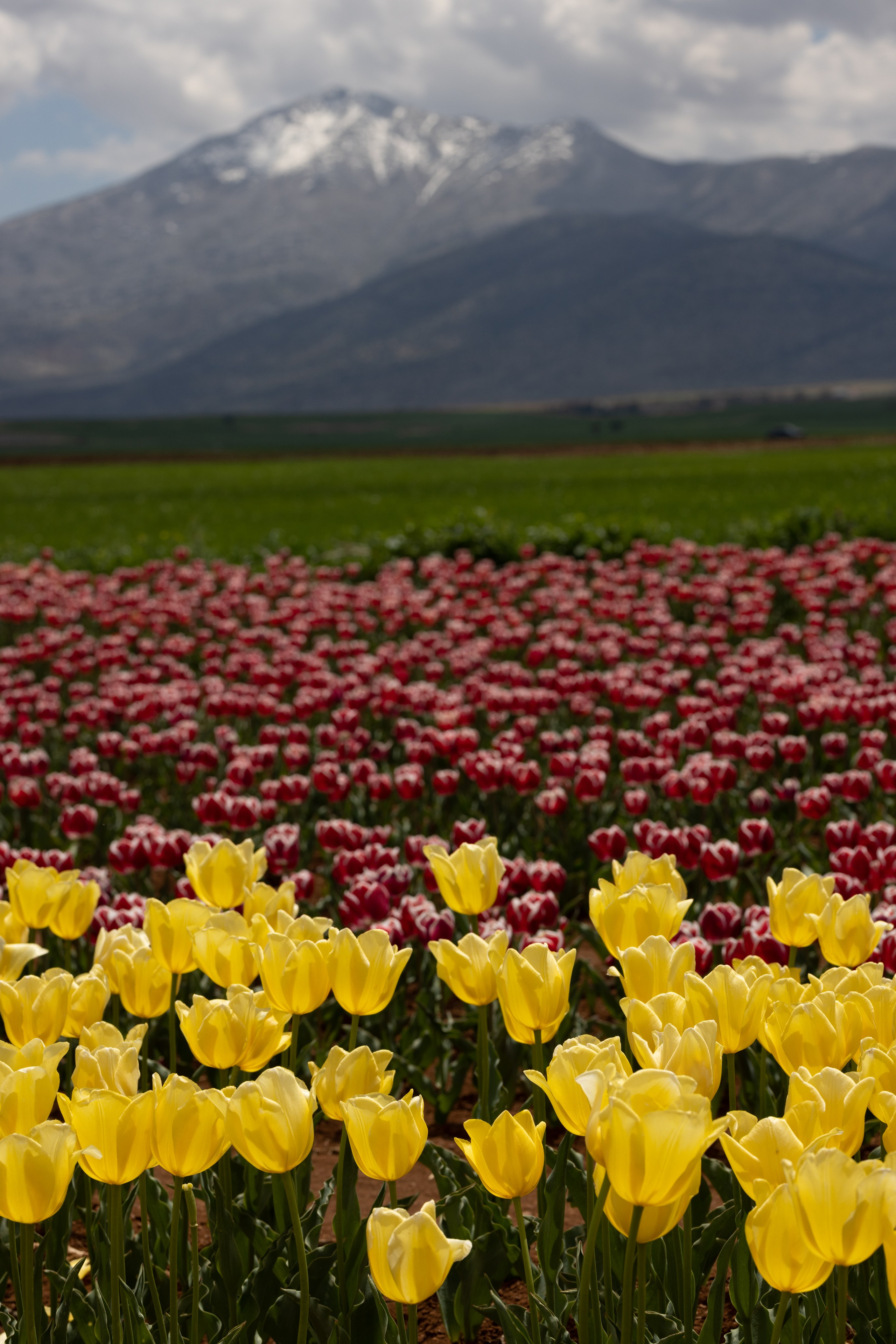 Тюльпан Турция. Тюльпановые поля в Турции. Отдых в Турции. Сады тюльпанов в Коньи. Где можно увидеть поля тюльпанов? Цветение в Турции.  Отдых в Турции. Ыспарта . . Сезон цветение в Турции. Турция. Жизнь в Турции. Локации в Турции . Красивые локации в Турции.Фотограф в Анталии. Фотограф Анталия. Фотограф Анталья. Жизнь в Анталии. Фотограф Белек. Фотограф Алания. Фотограф Сиде. Фотограф Кемер. Фотограф Турция. 