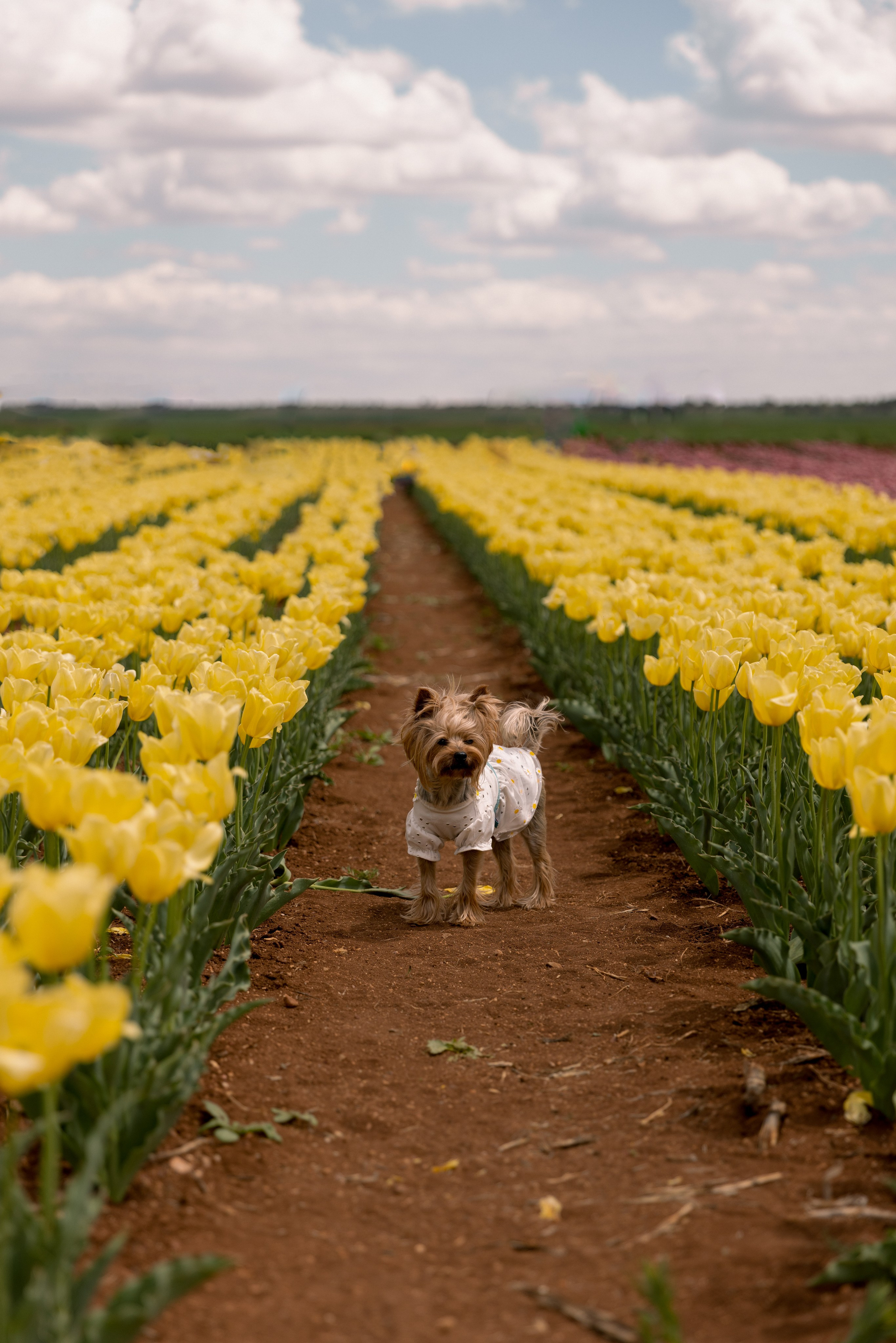 Тюльпан Турция. Тюльпановые поля в Турции. Отдых в Турции. Сады тюльпанов в Коньи. Где можно увидеть поля тюльпанов? Цветение в Турции.  Отдых в Турции. Ыспарта . . Сезон цветение в Турции. Турция. Жизнь в Турции. Локации в Турции . Красивые локации в Турции.Фотограф в Анталии. Фотограф Анталия. Фотограф Анталья. Жизнь в Анталии. Фотограф Белек. Фотограф Алания. Фотограф Сиде. Фотограф Кемер. Фотограф Турция. 