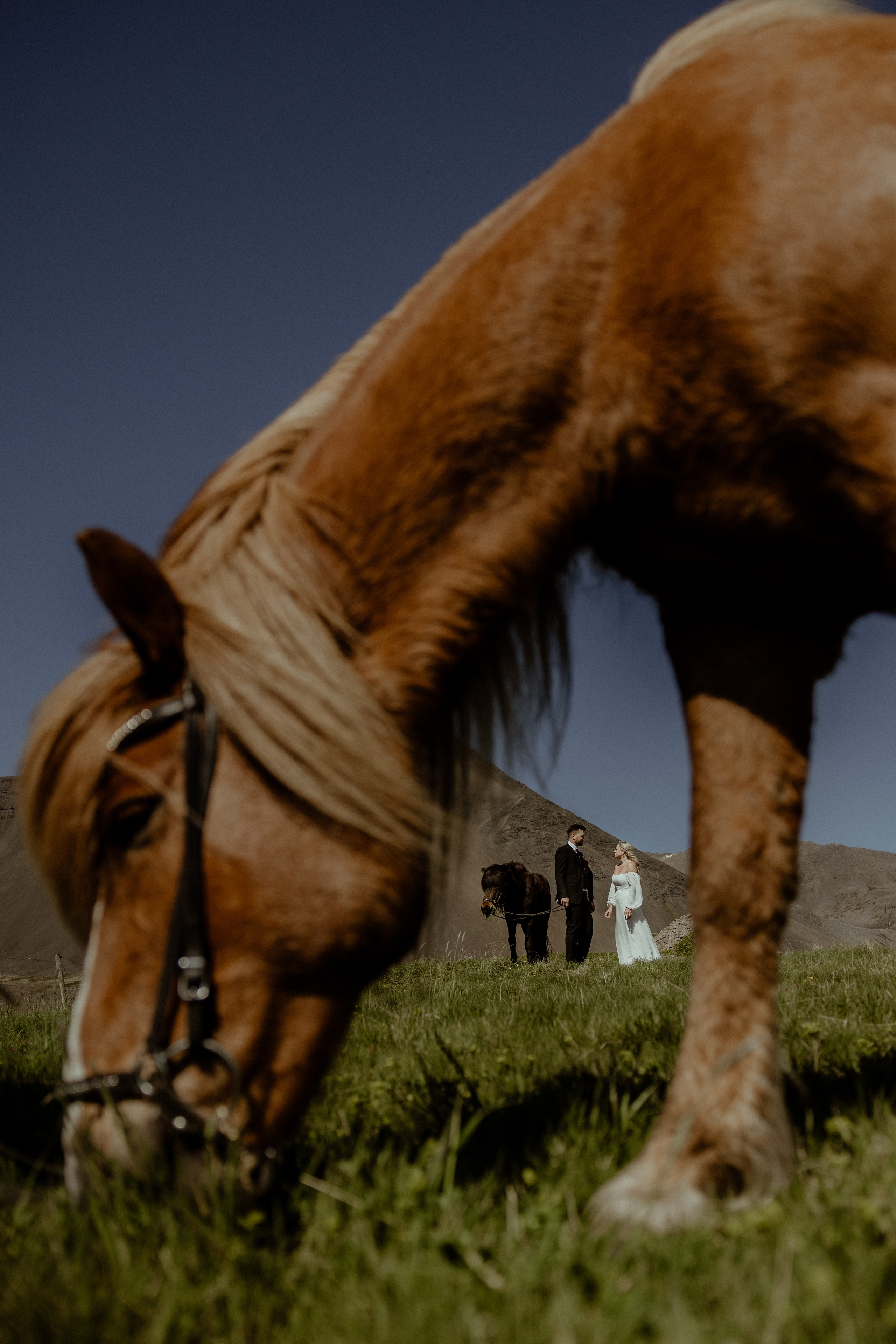 wedding photos with icelandic horses