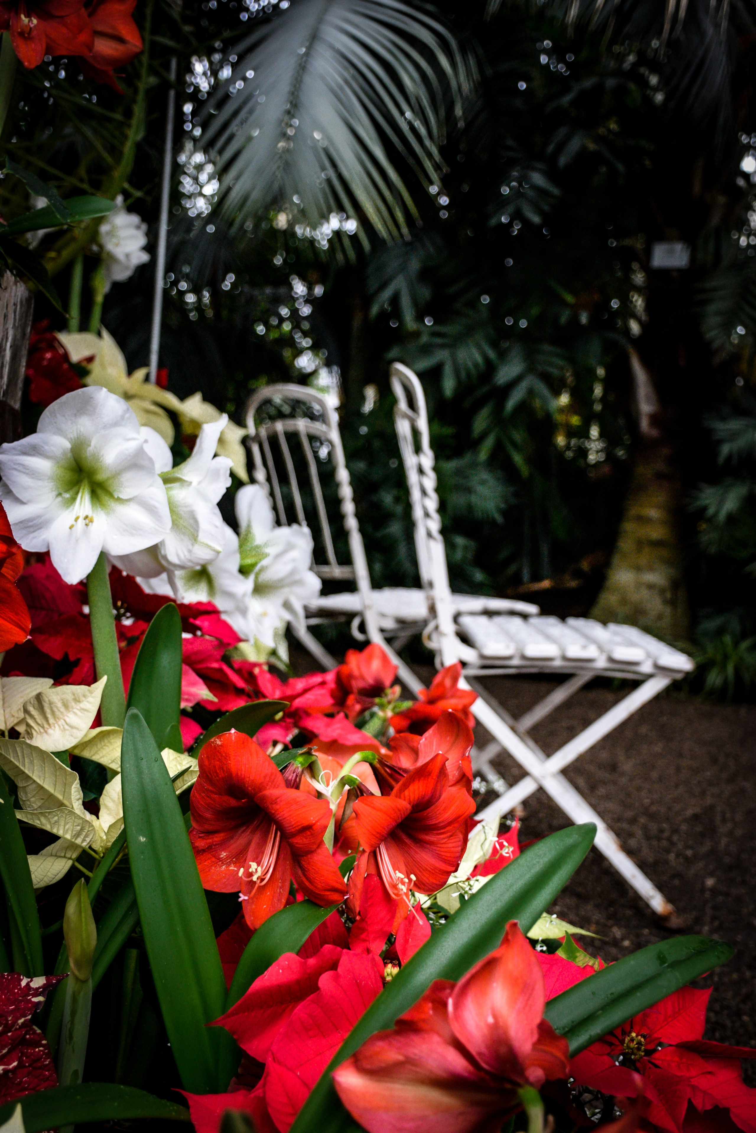 Palm House Schönbrunn