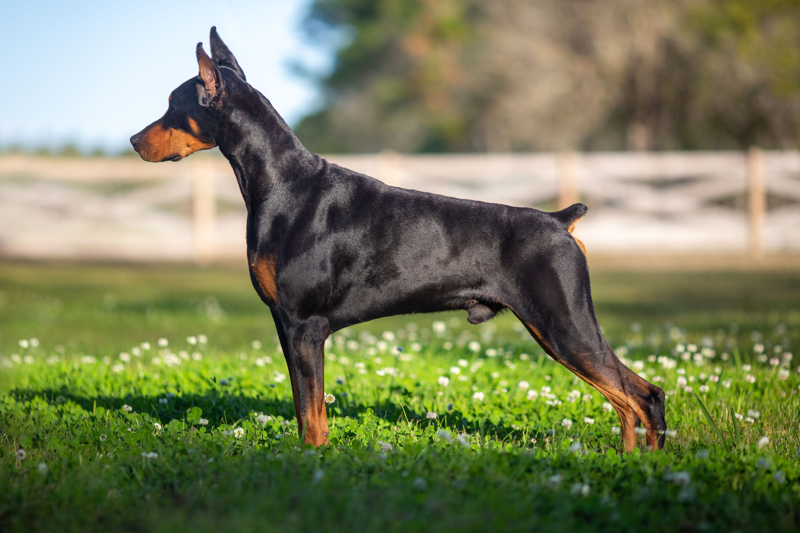 Kings & Queens. Spumanti Dobermans