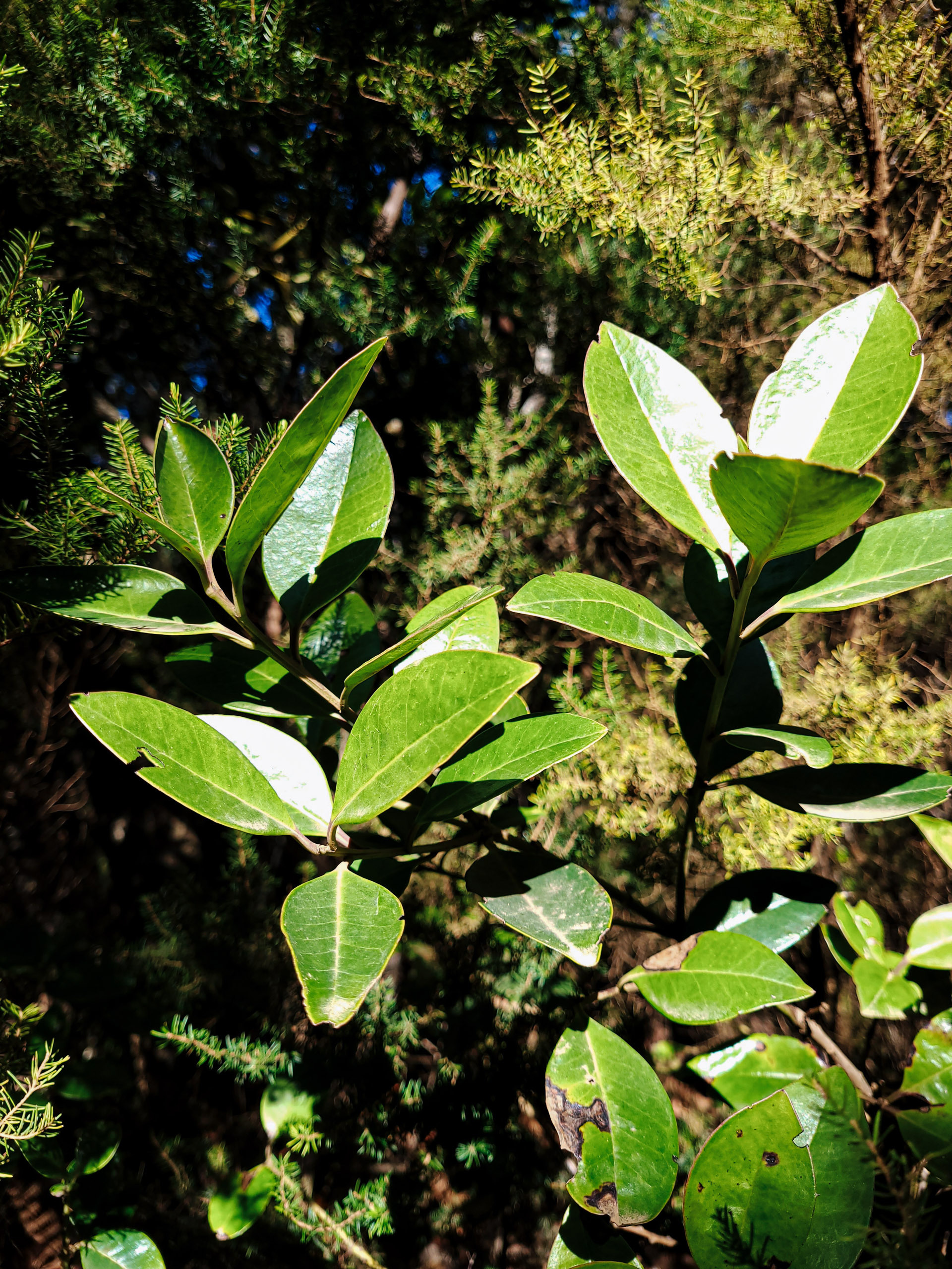 lautu lapu koki tenerife 