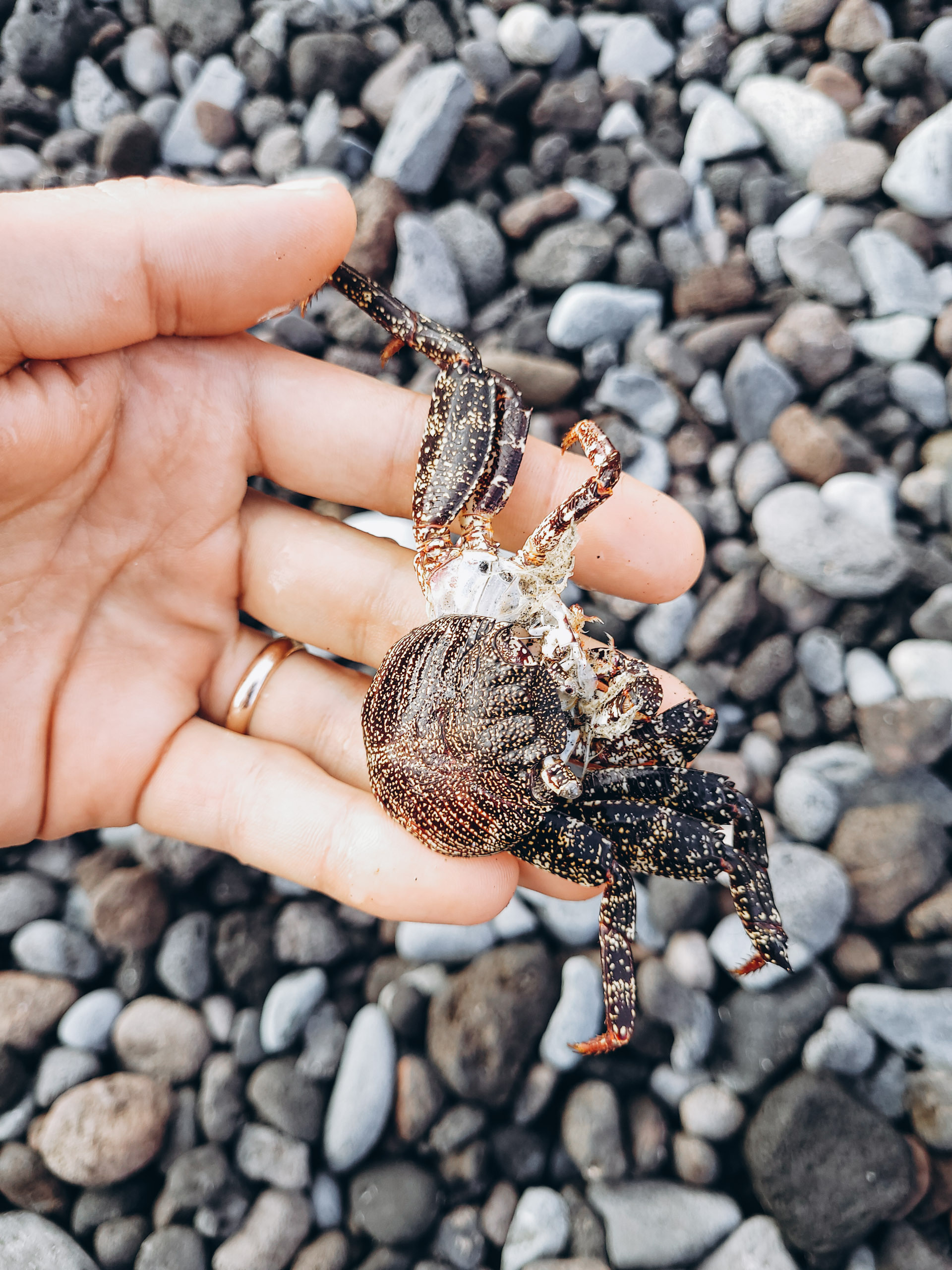 krabji tenerifes pludmalē