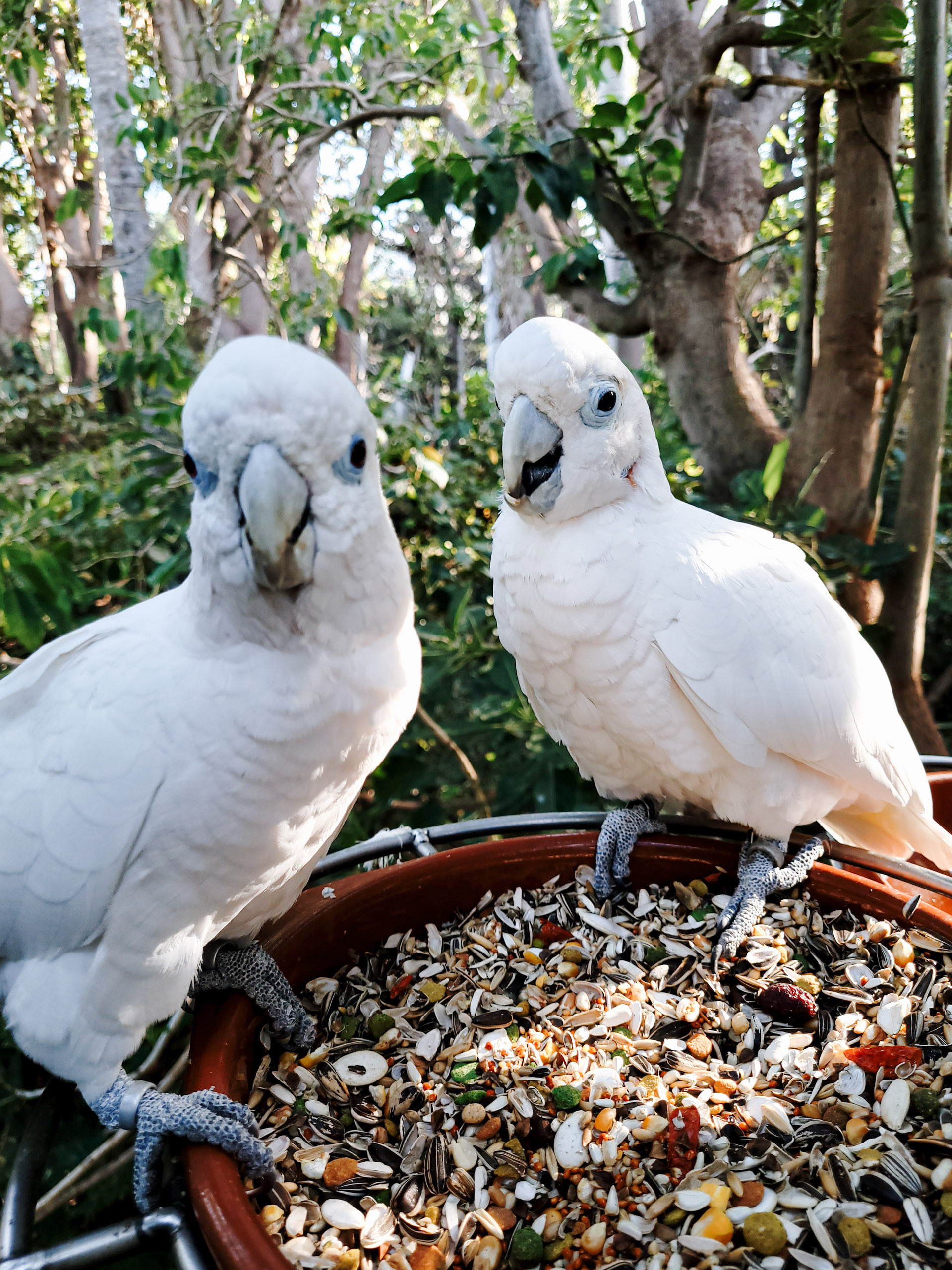 papagaiļu māja tenerife 