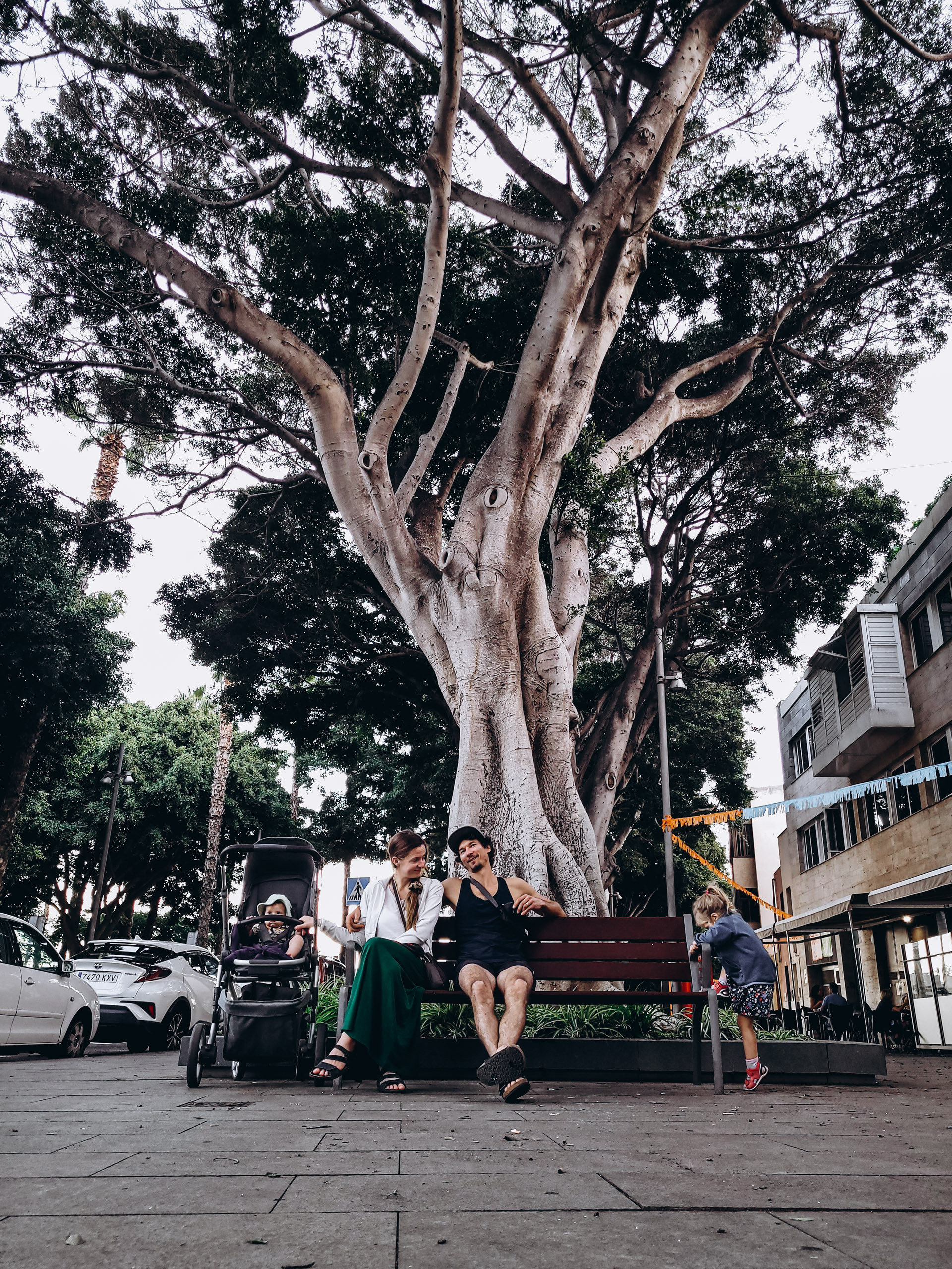 tenerifes drakonu koki