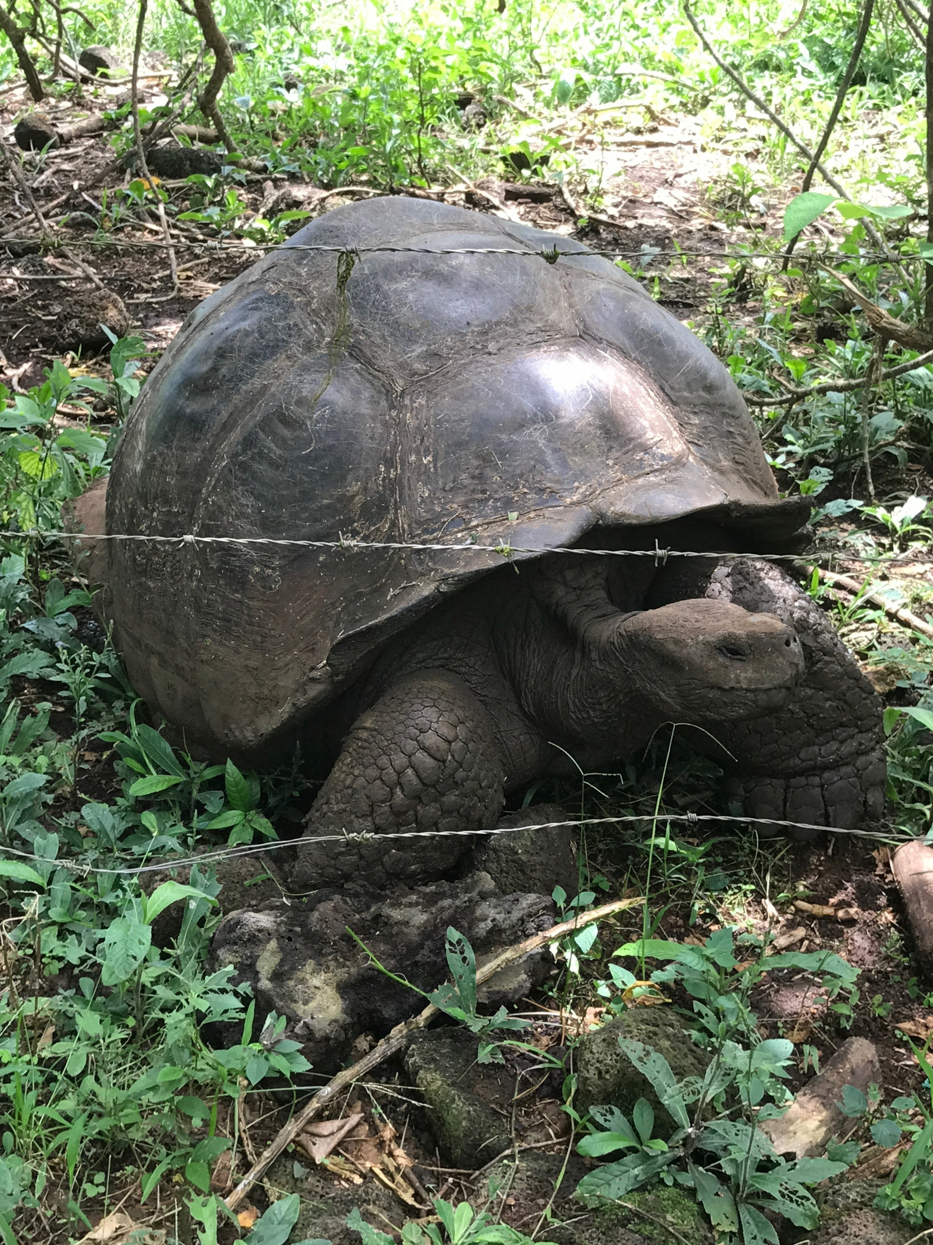 Galapagos. Milok et Kirok sont des gens positifs et réels. Nous serons ravis de v