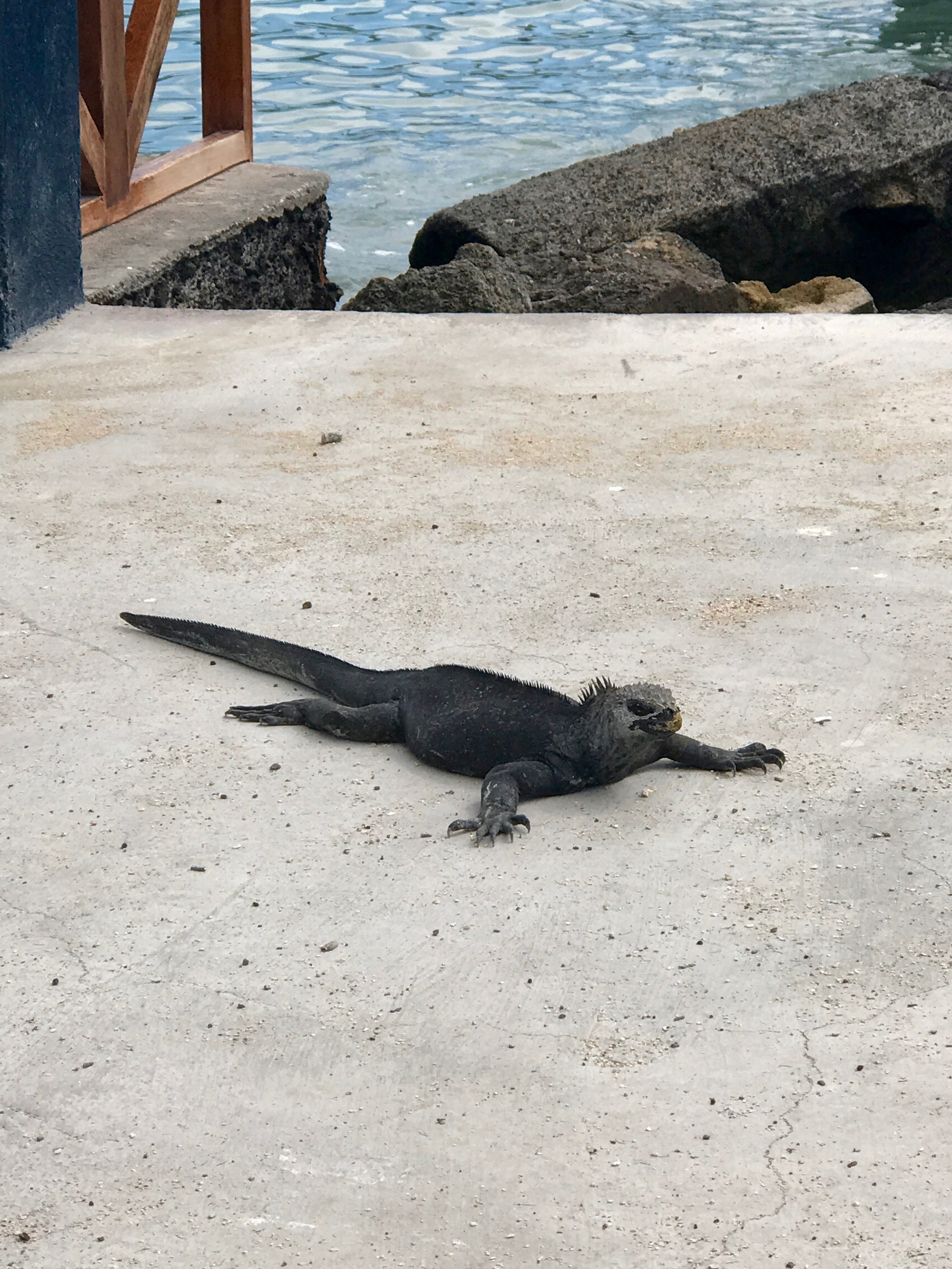 Galapagos. Milok et Kirok sont des gens positifs et réels. Nous serons ravis de v