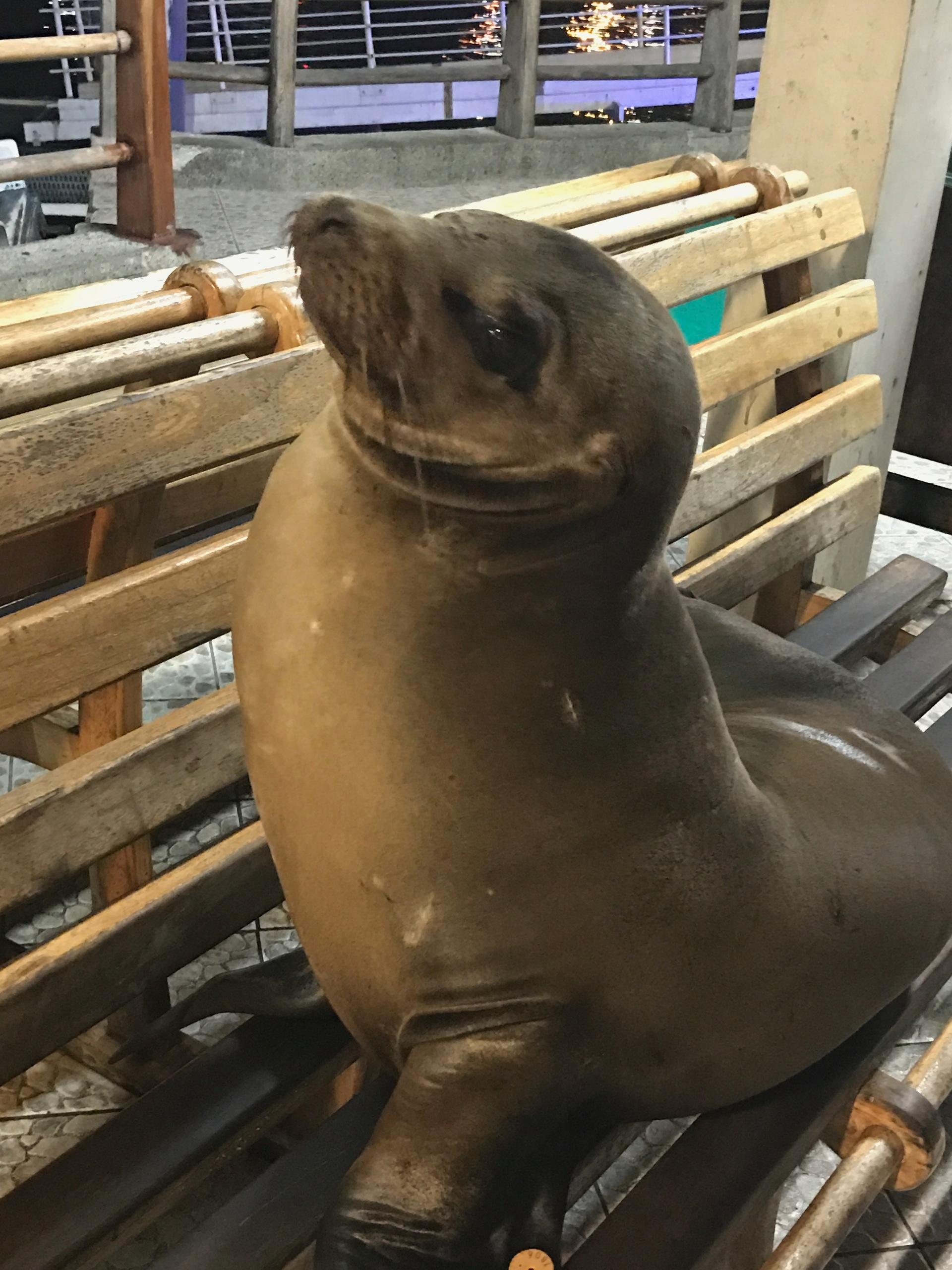 Galapagos. Milok et Kirok sont des gens positifs et réels. Nous serons ravis de v