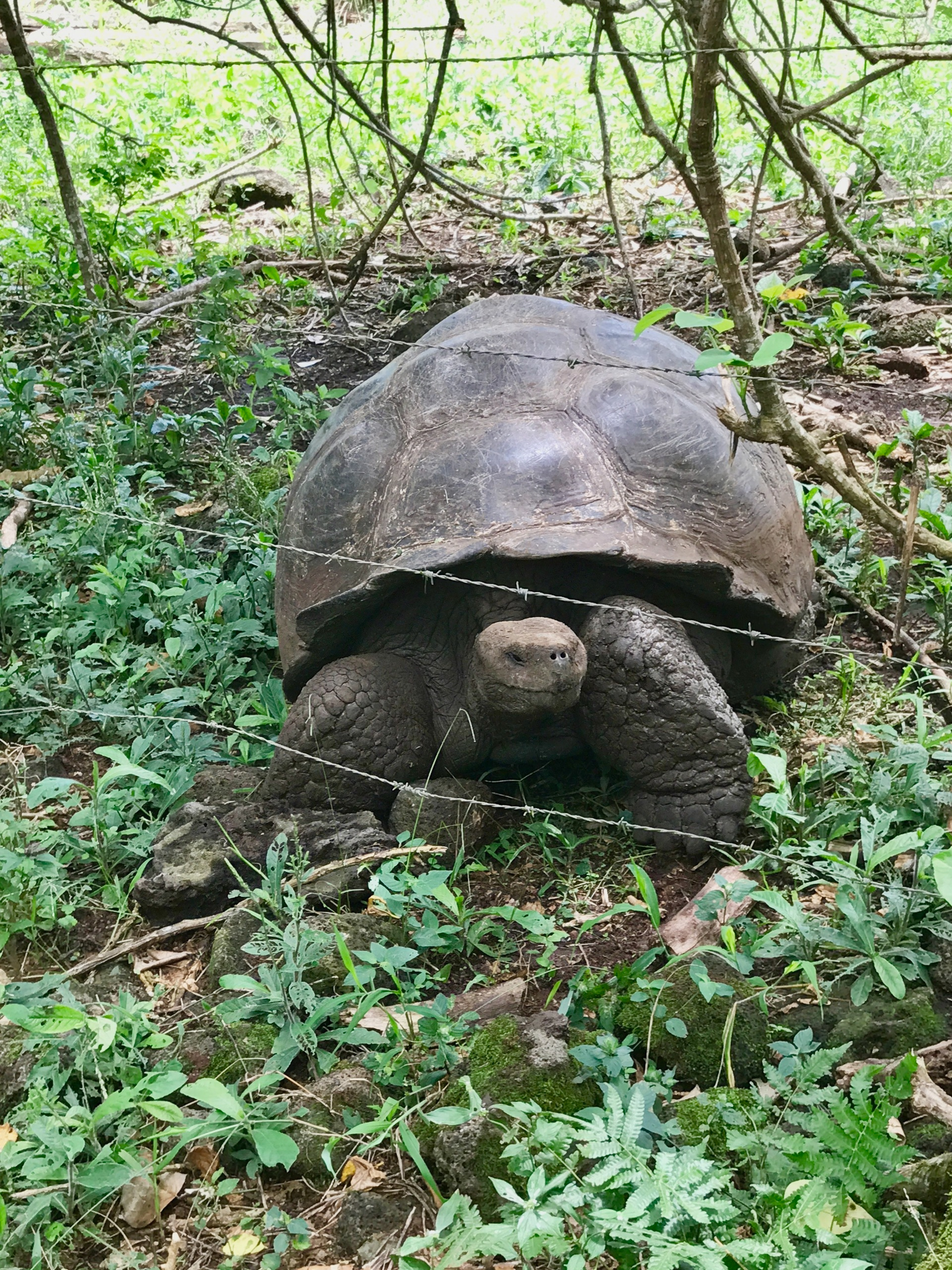 Galapagos. Milok et Kirok sont des gens positifs et réels. Nous serons ravis de v
