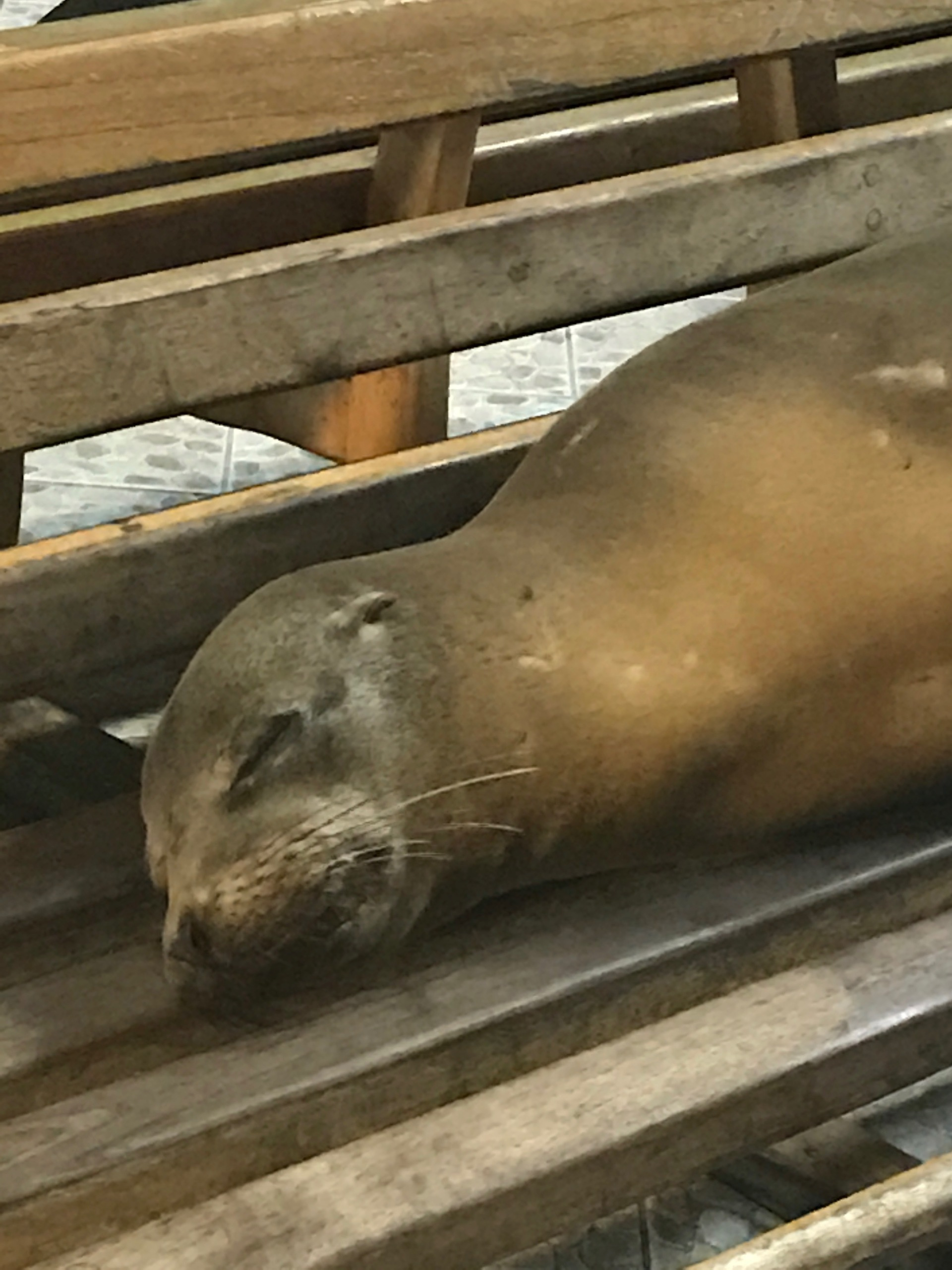 Galapagos. Milok et Kirok sont des gens positifs et réels. Nous serons ravis de v