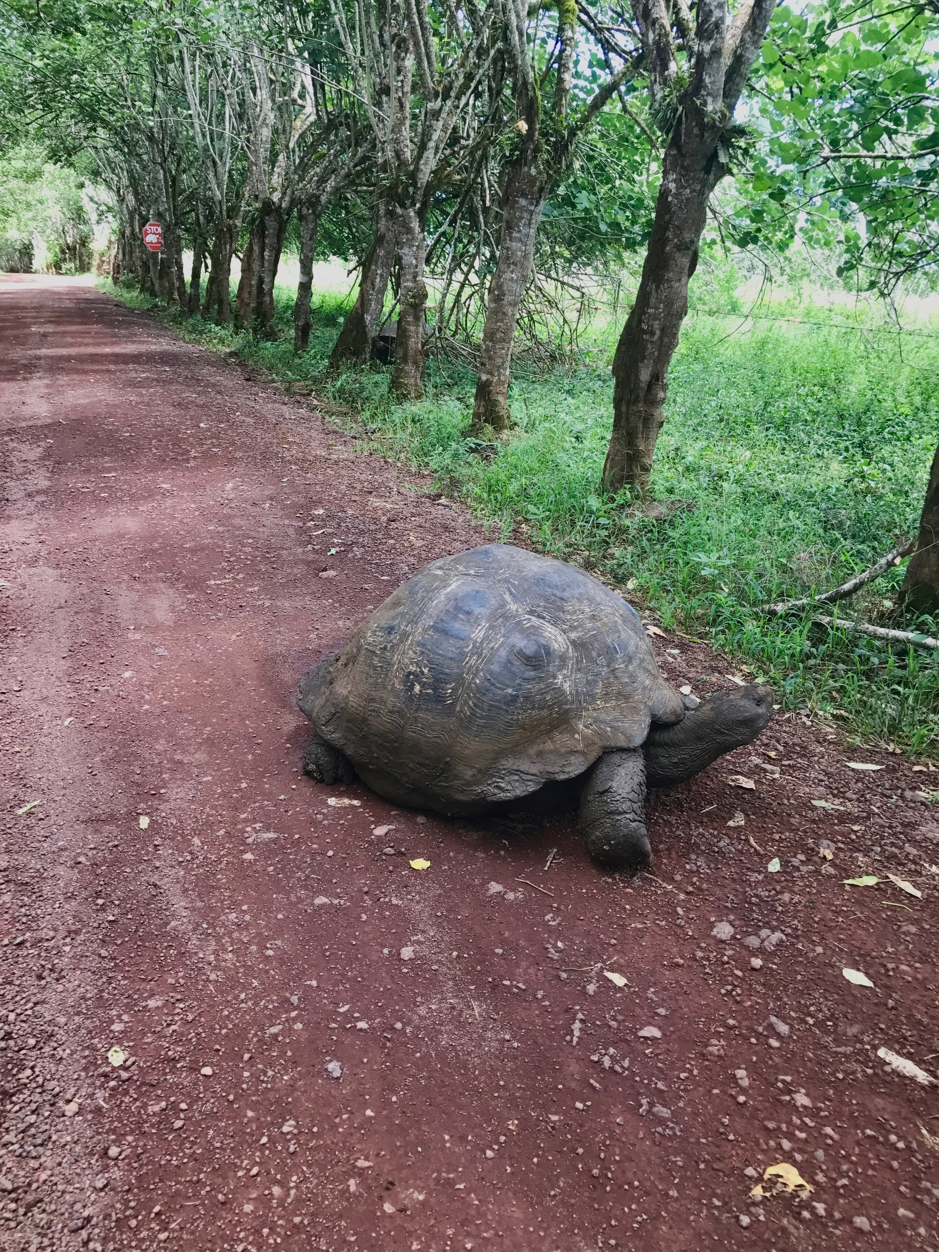 Galapagos. Milok et Kirok sont des gens positifs et réels. Nous serons ravis de v