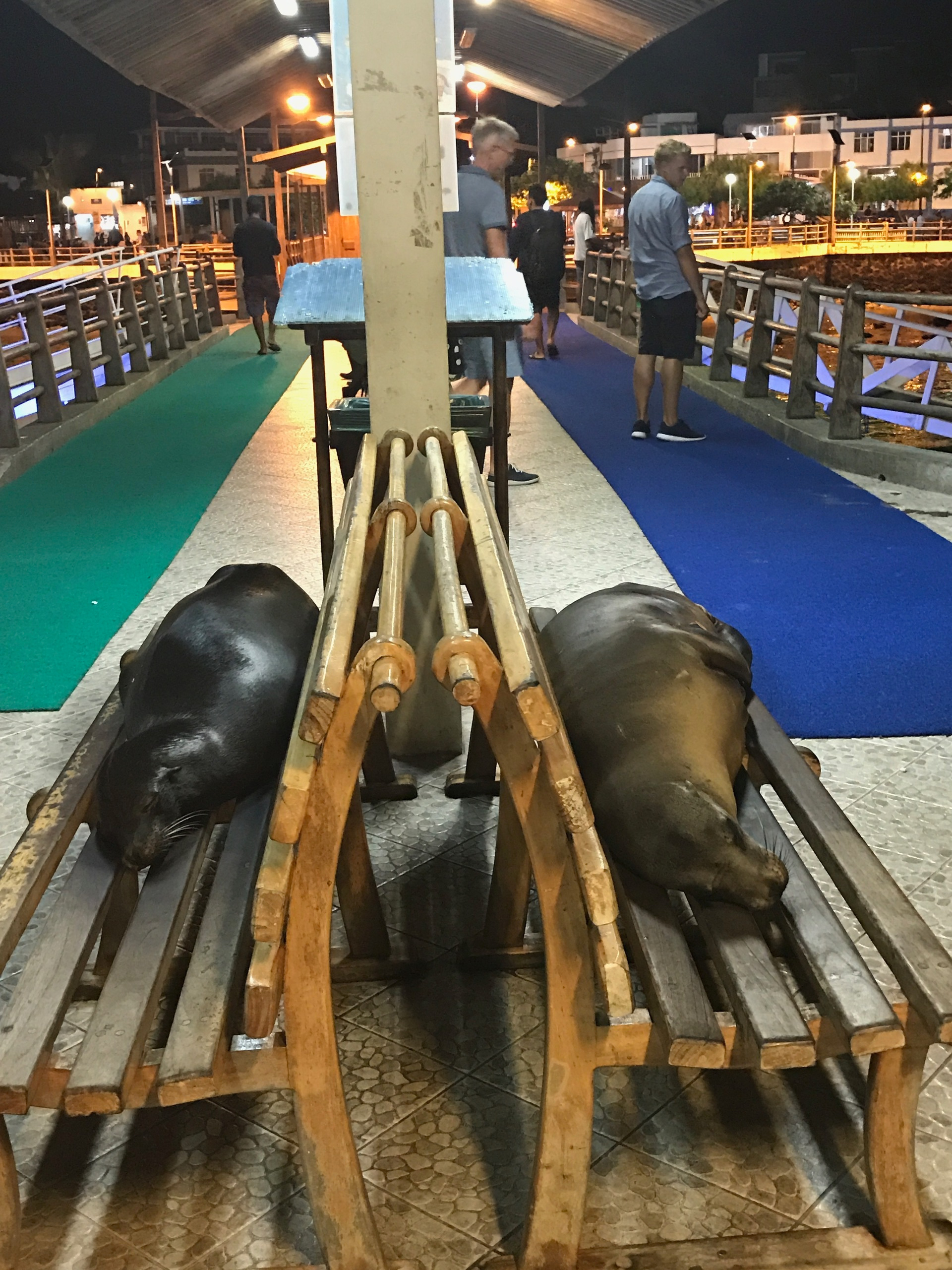 Galapagos. Milok et Kirok sont des gens positifs et réels. Nous serons ravis de v