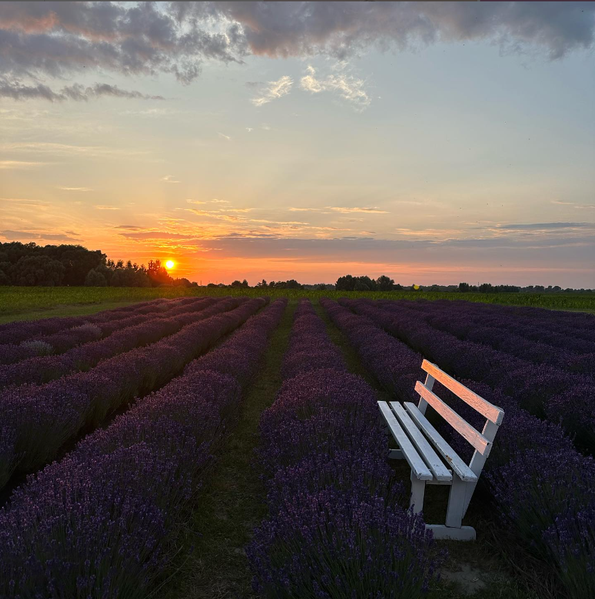 Локації з лавандою у Київські області. Family photographer in Kiev Natalia Shkavron