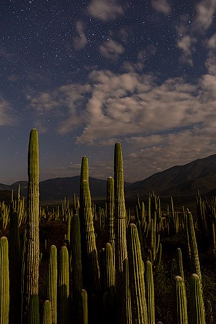 Artist Collection. Los Cabos Wedding Photographer – Izrael Reyna
